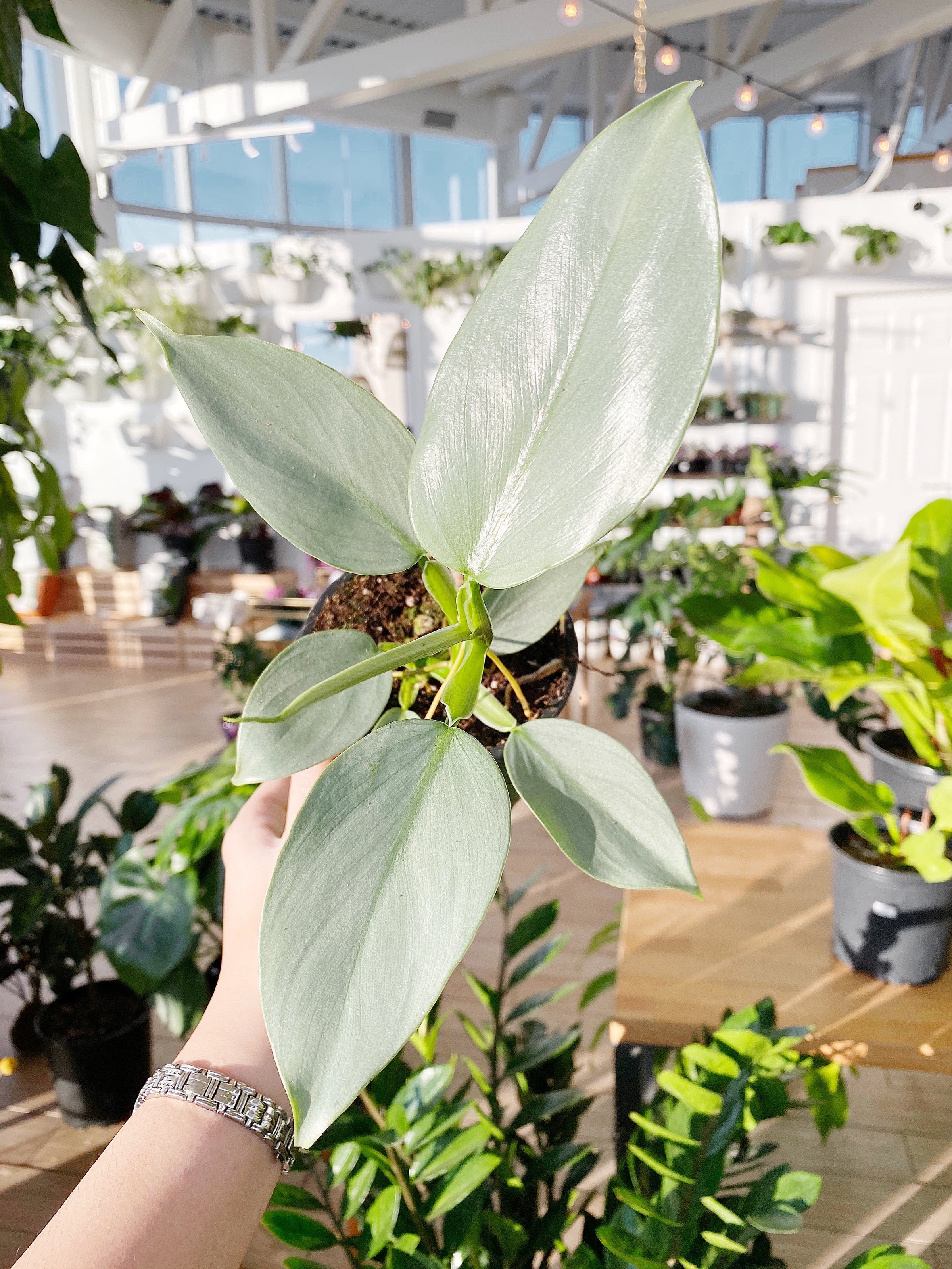 philodendron thai sunrise Philodendron thai sunrise – GROMEE main image 0