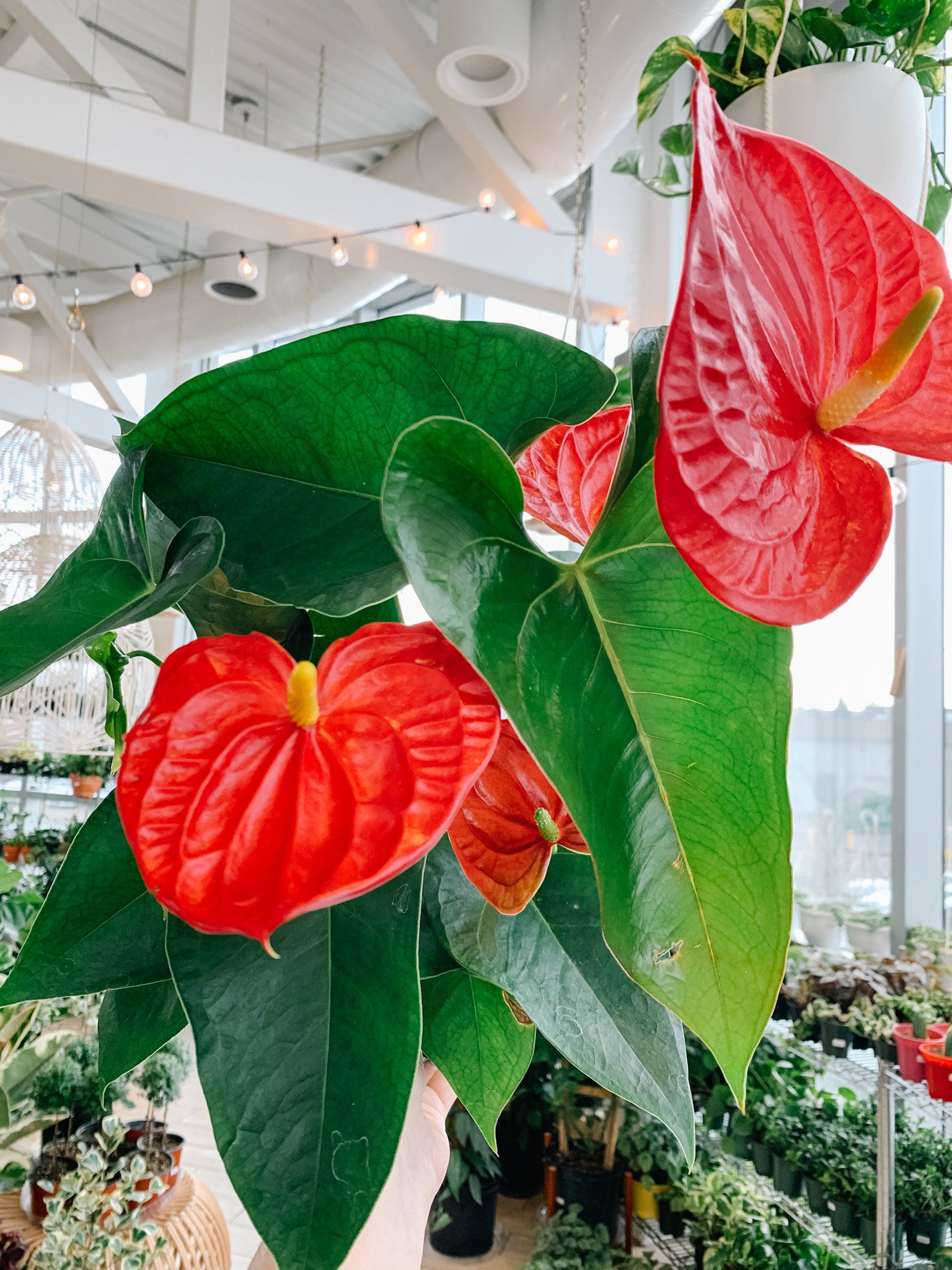 Anthurium Andraeanum 6