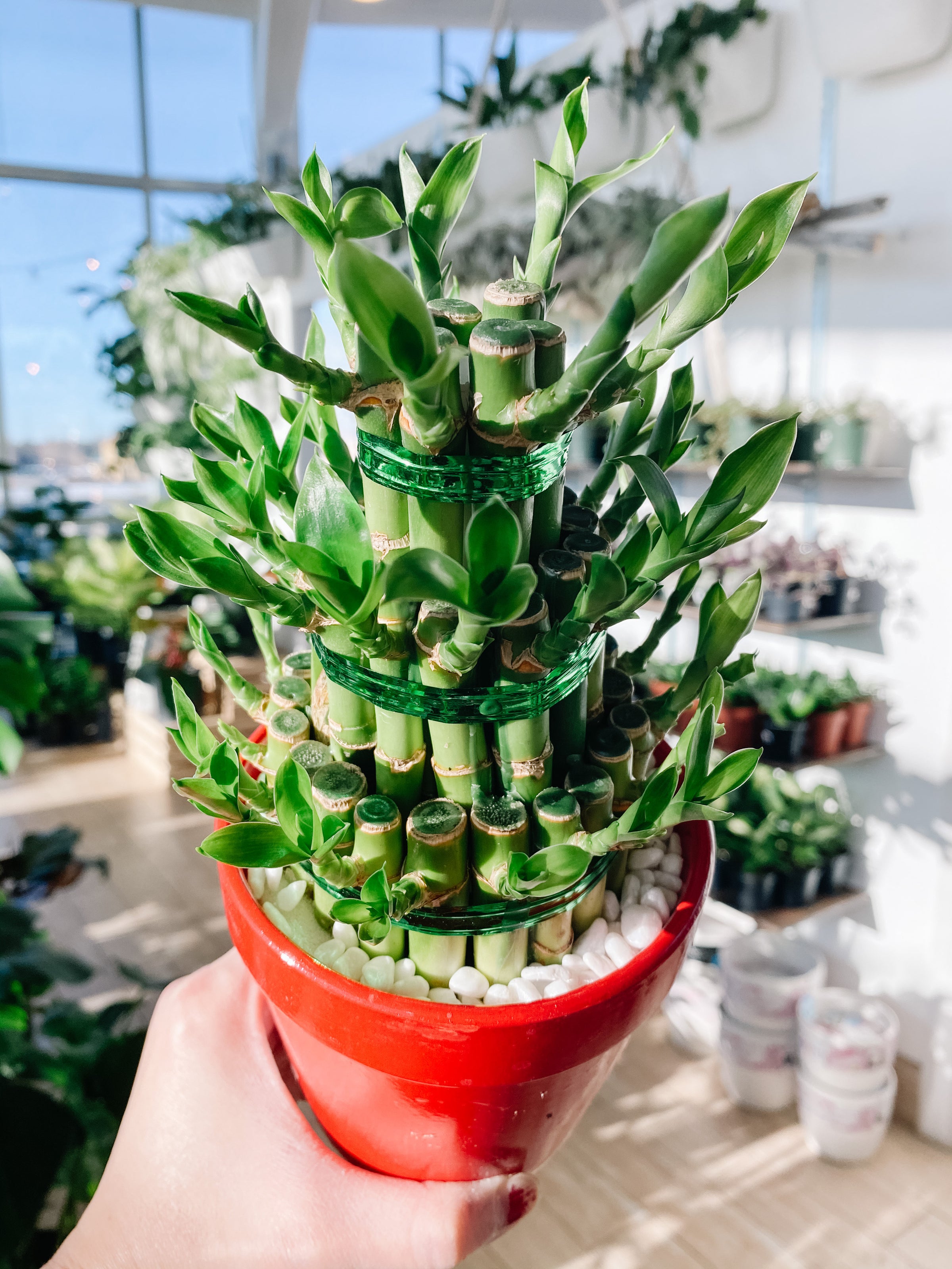 Lucky Bamboo Pagoda 3 Tier | Botaniful
