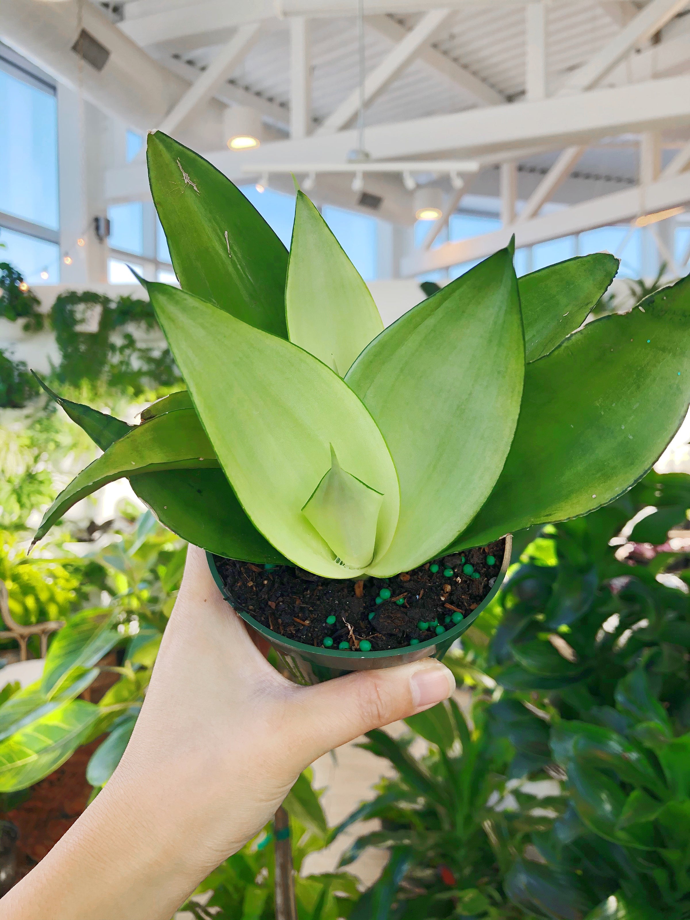 sansevieria air purifier Snake Plant in a 4.5” nursery, Air purifying plant, Best indoor air pu –  PlantVers Houseplants