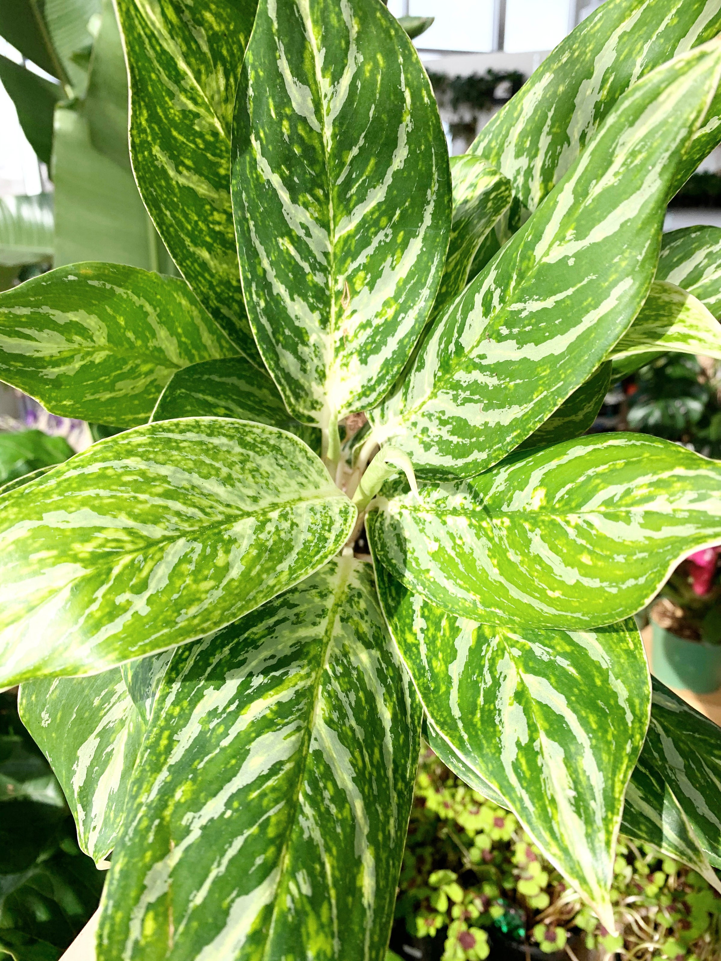 Aglaonema Golden Madonna (Chinese Evergreen) | Botaniful