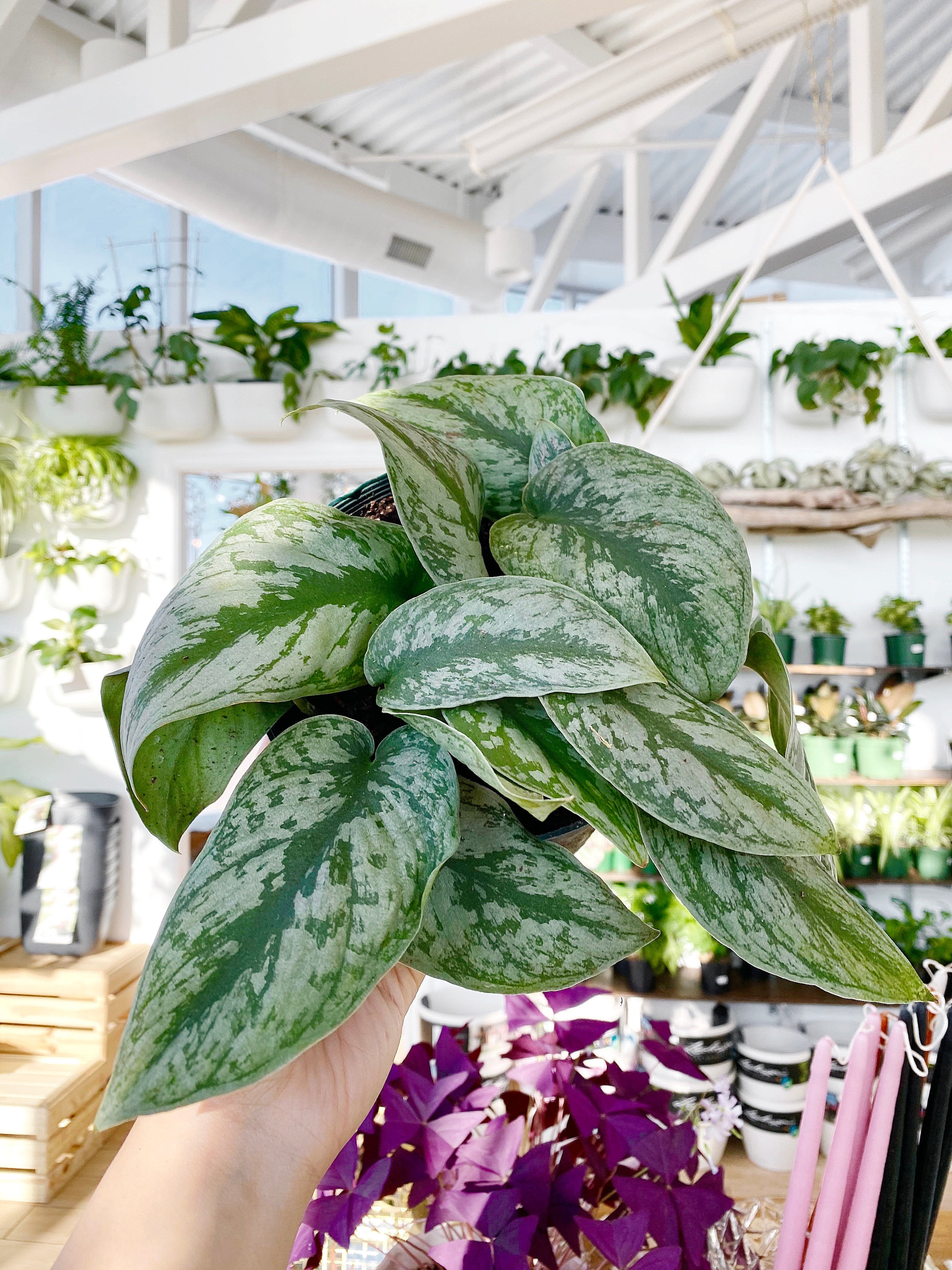 Scindapsus Pictus Exotica (Satin Pothos) | Botaniful Scindapsus Pictus Exotica (Satin Pothos) | Botaniful