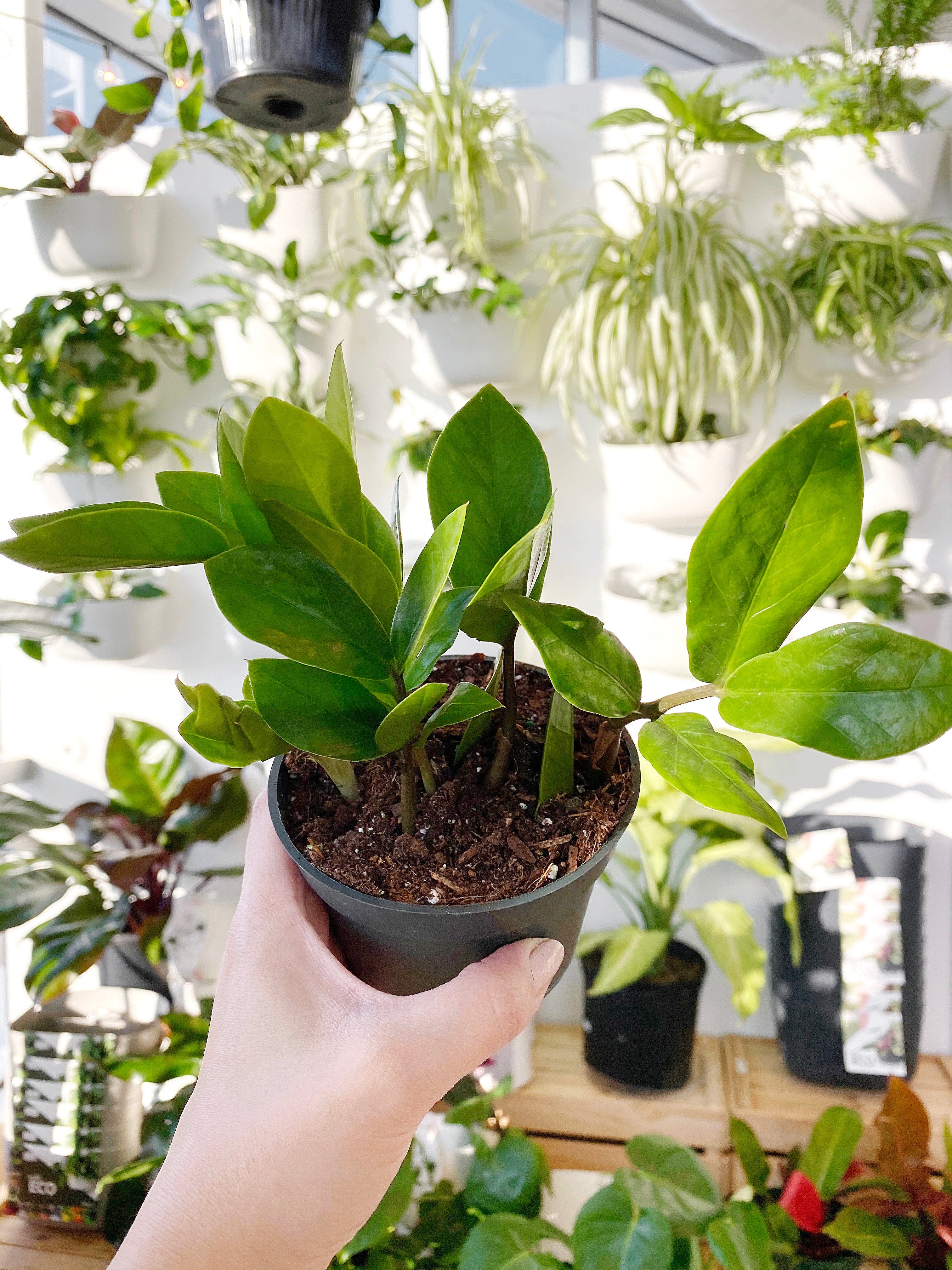plants mania　THE SIDE UP BOX plants mania THE SIDE UP BOX ZZ Plant – Brumley & Bloom