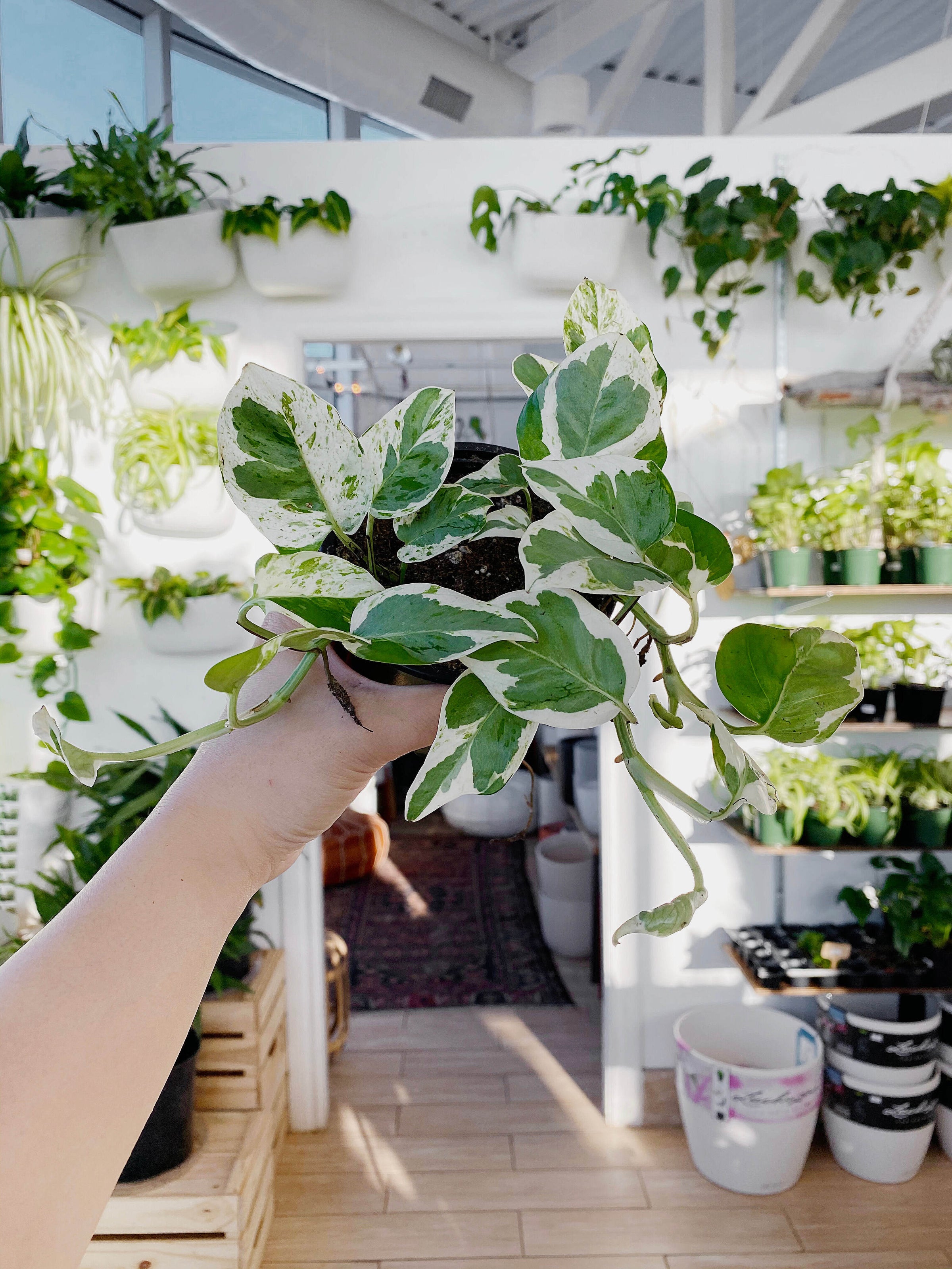 Pothos Pearl & Jade (Epipremnum Aureum) | Botaniful