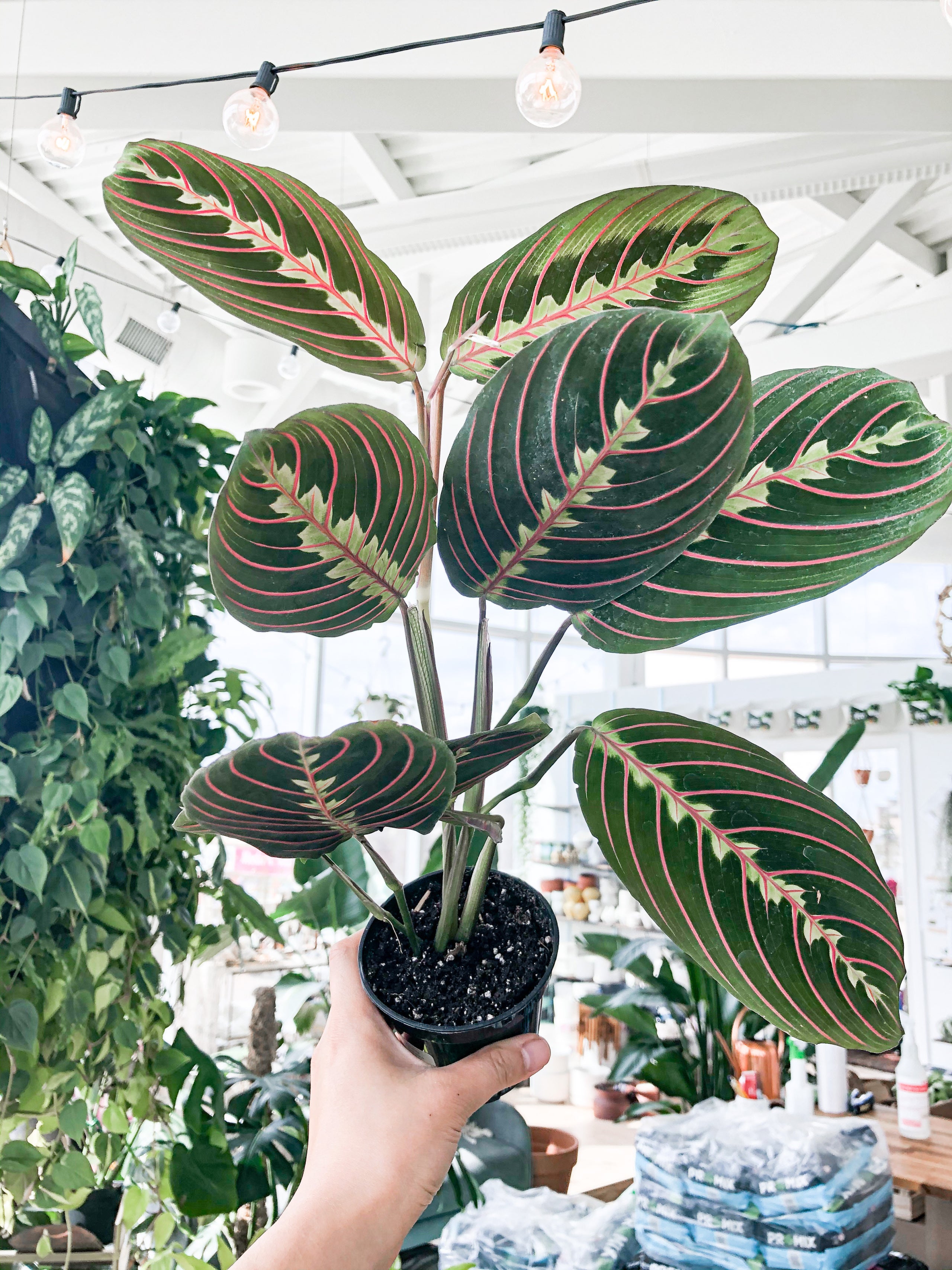 Maranta Leuconeura Red (Prayer Plant)