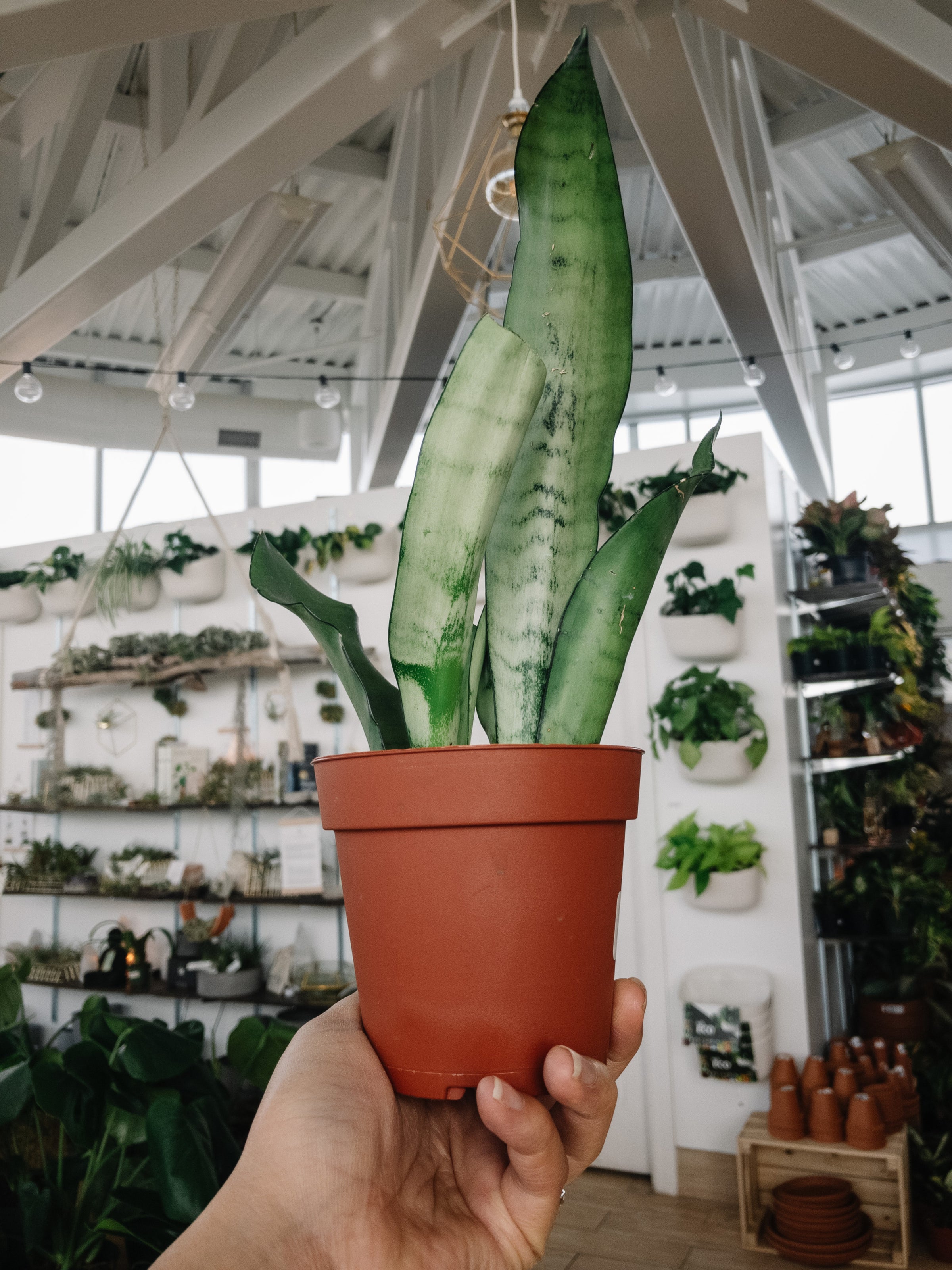 sansevieria roxburghiana Zeylanica Snake Plant 'Sansevieria zeylanica' 1 Gal. / Teal / With Pot