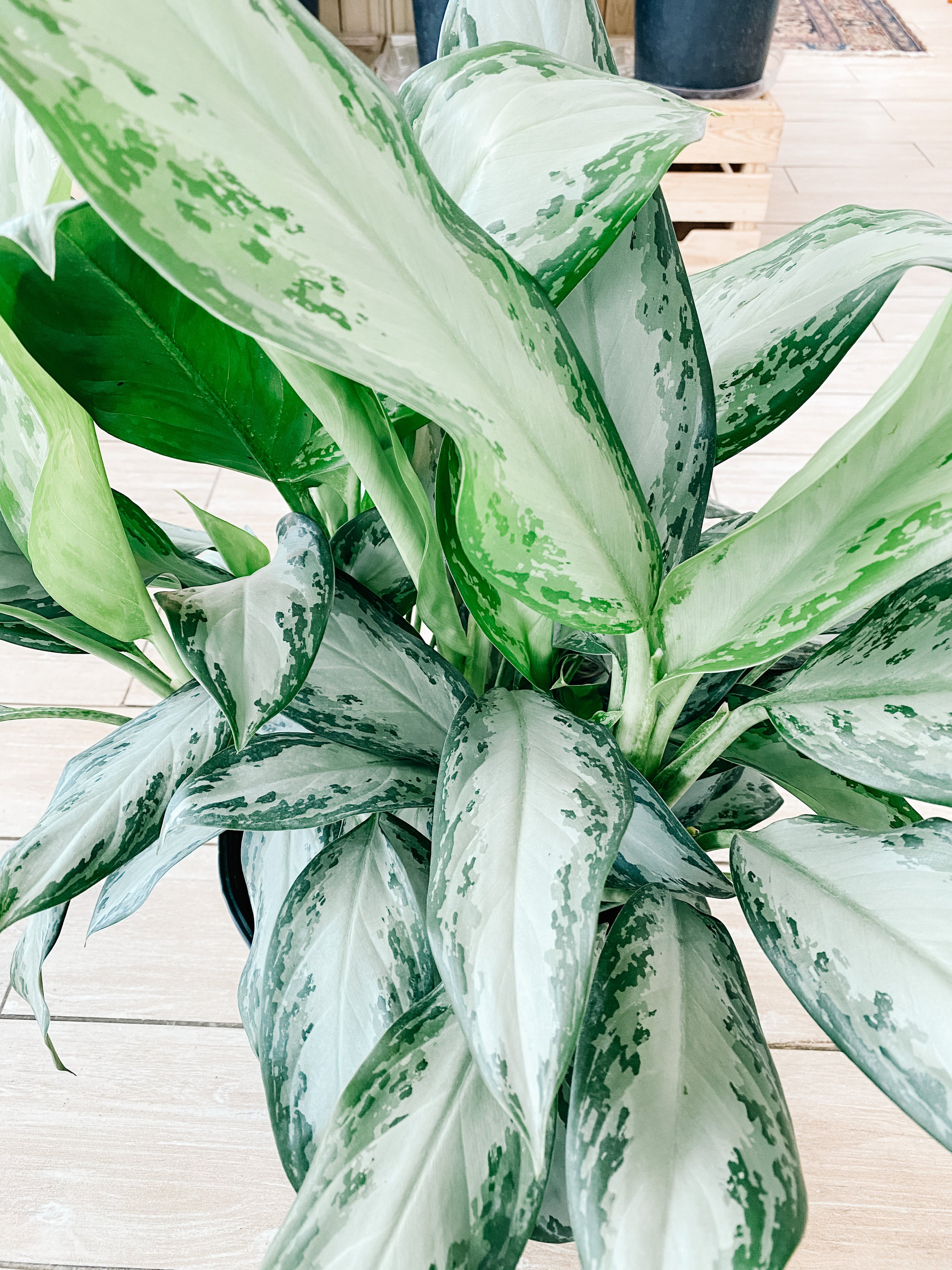 Aglaonema Silver Bay (Chinese Evergreen) | Botaniful