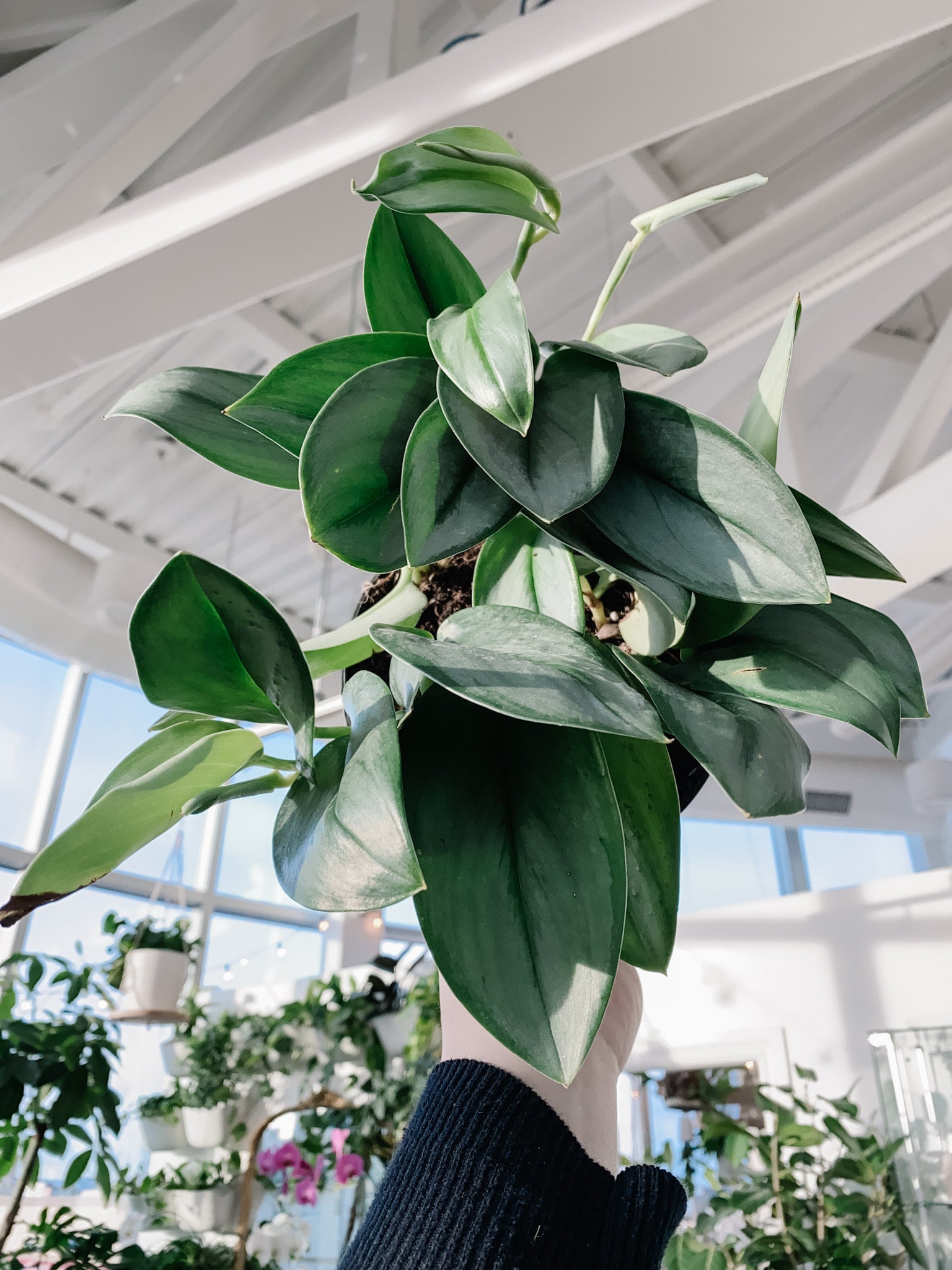 Scindapsus Treubii Moonlight | Botaniful Scindapsus Treubii Moonlight | Botaniful