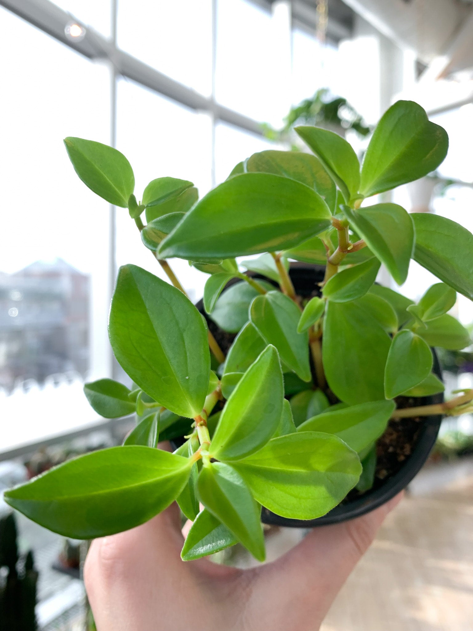 Peperomia Amigo Marcello | Botaniful