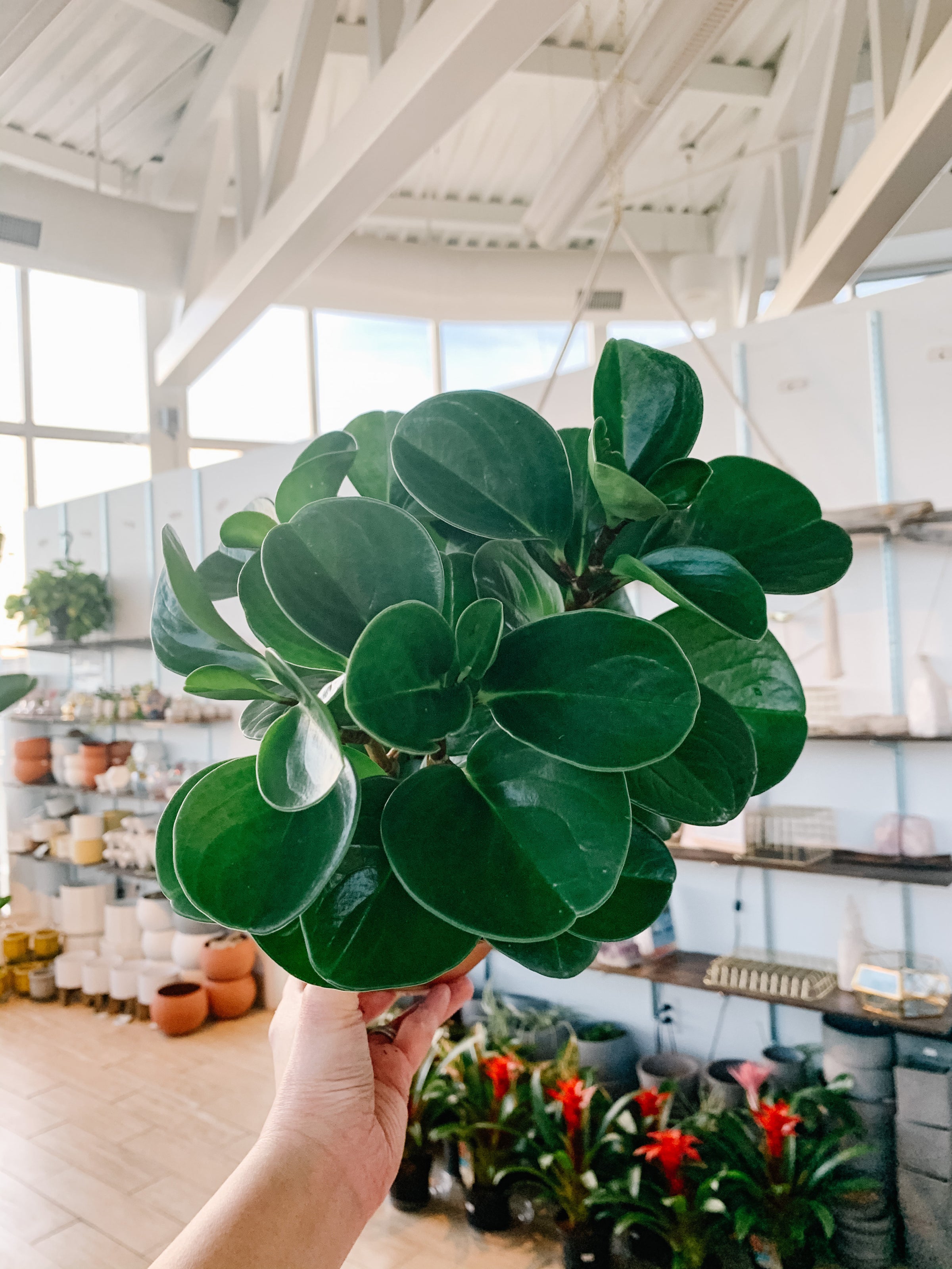 Peperomia Obtusifolia Green (Pepperface)