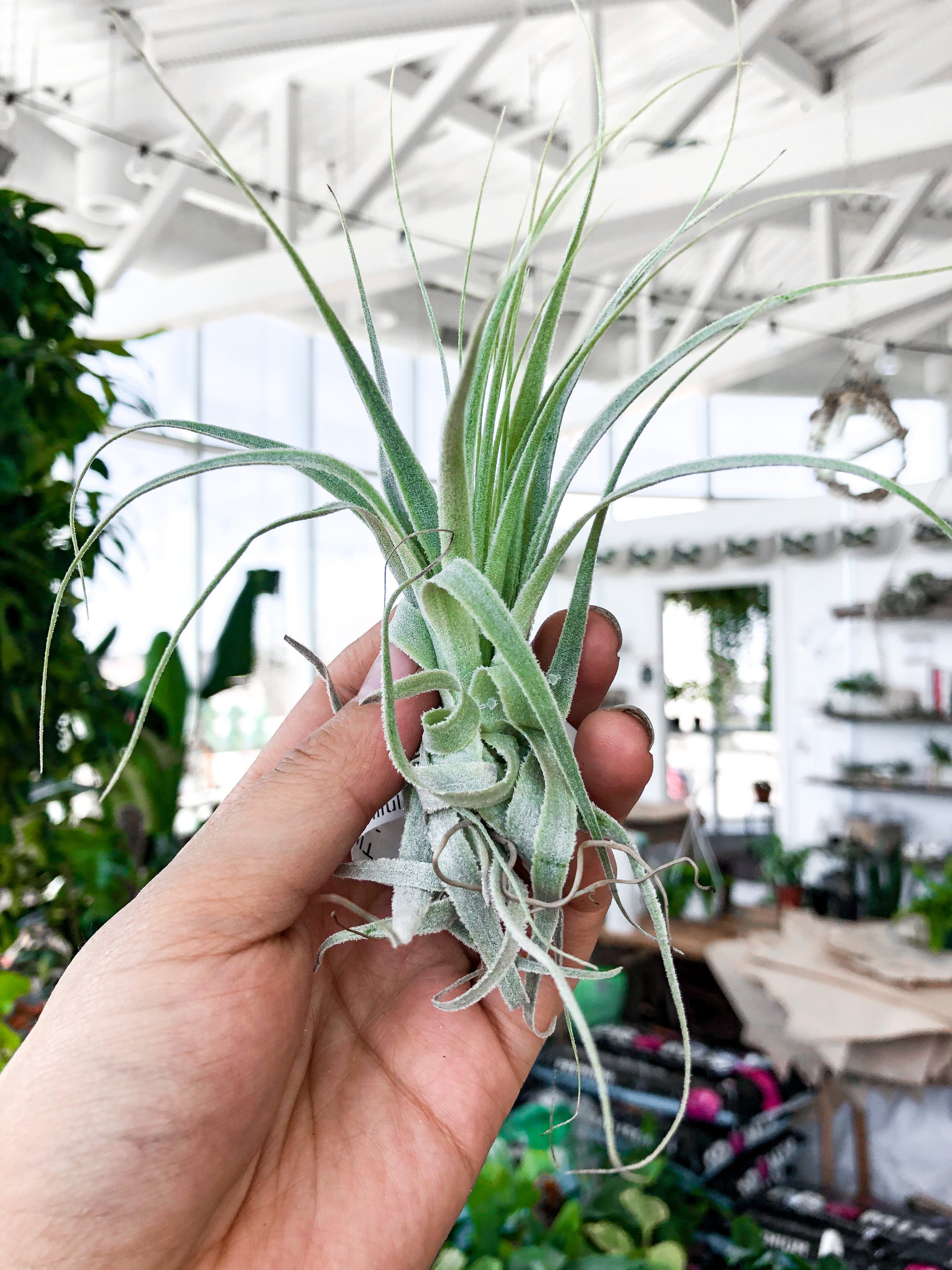 Tillandsia Gardneri Medium | Botaniful