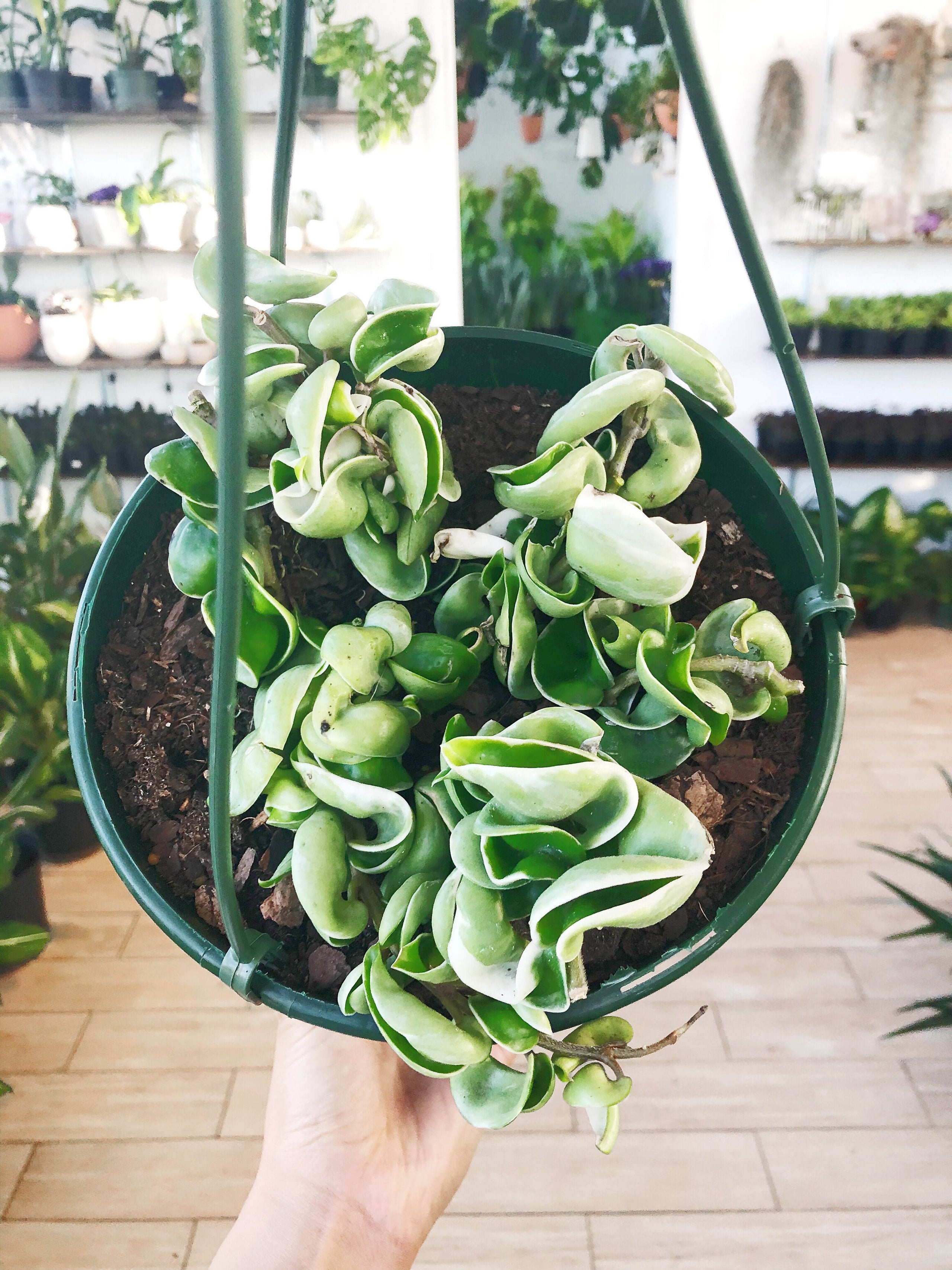 Variegated order Hoya Compacta | Variegated Hoya Hindu Rope | Hoya Carnosa ‘Compacta Variegata’ | FREE Shipping