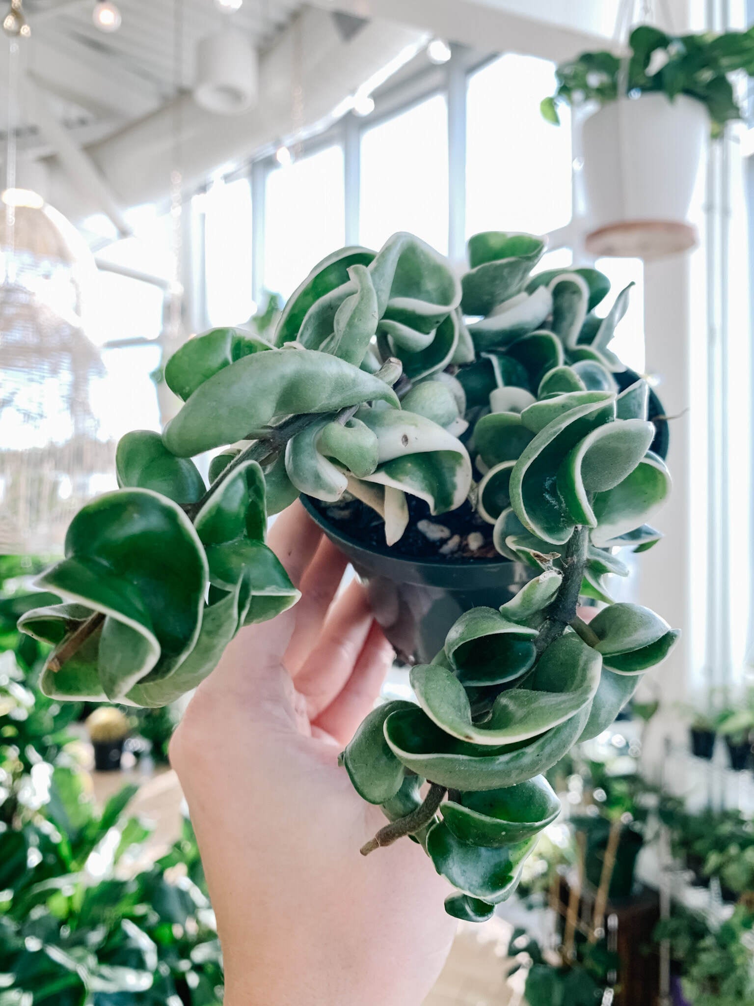 Hoya Compacta variegata | rope hoya| popular Hoya Hindu | houseplant | Indoor