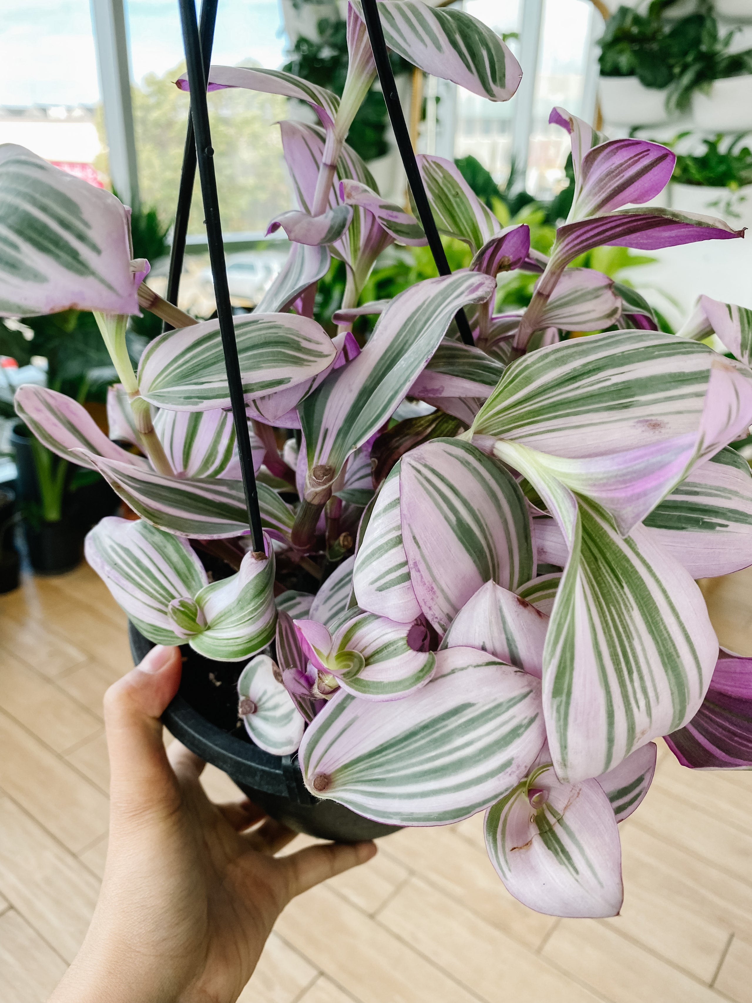 Tradescantia Nanouk (Wandering Dude) | Botaniful