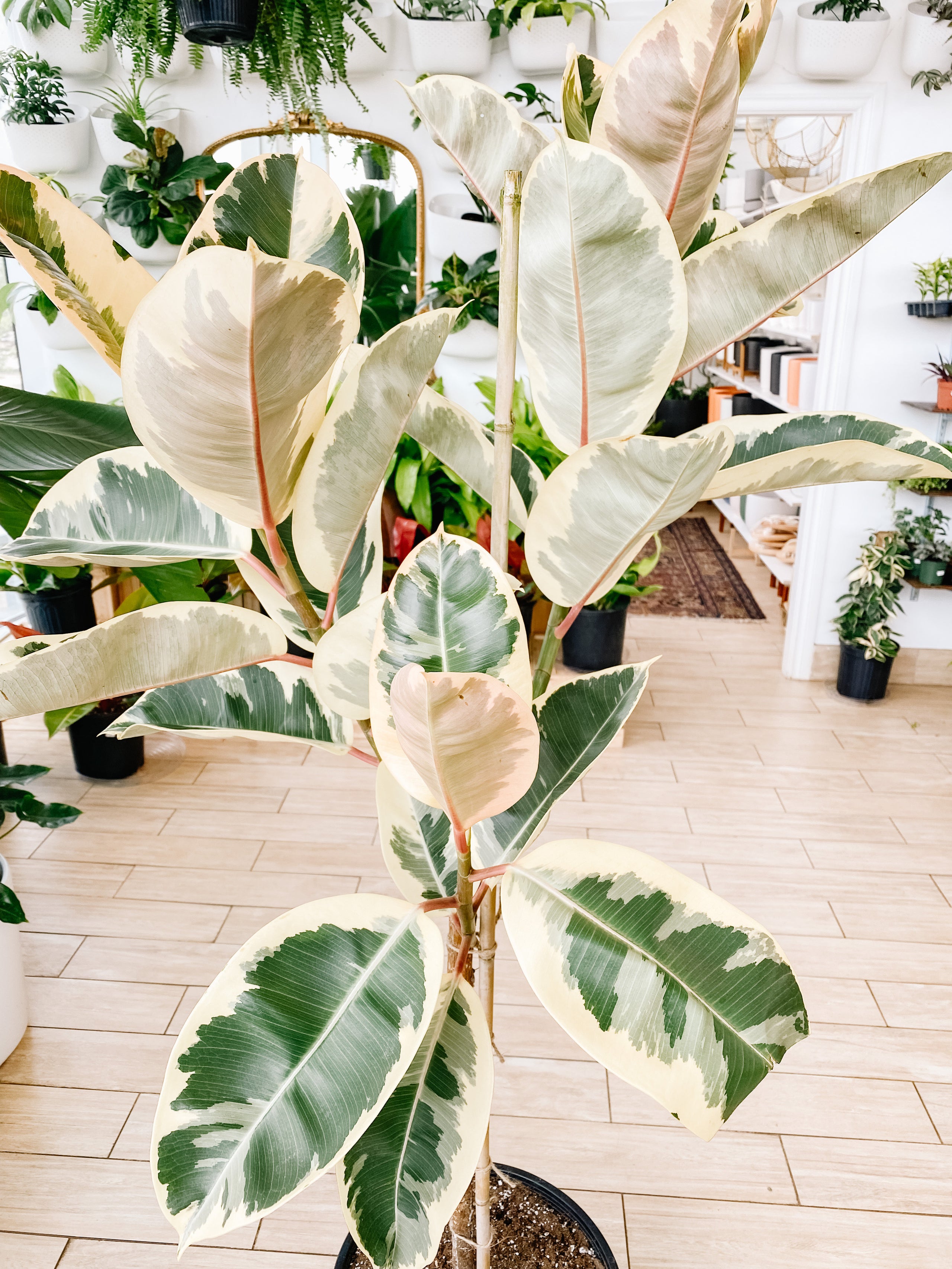 Ficus Elastica Tineke Bush (Rubber Plant)