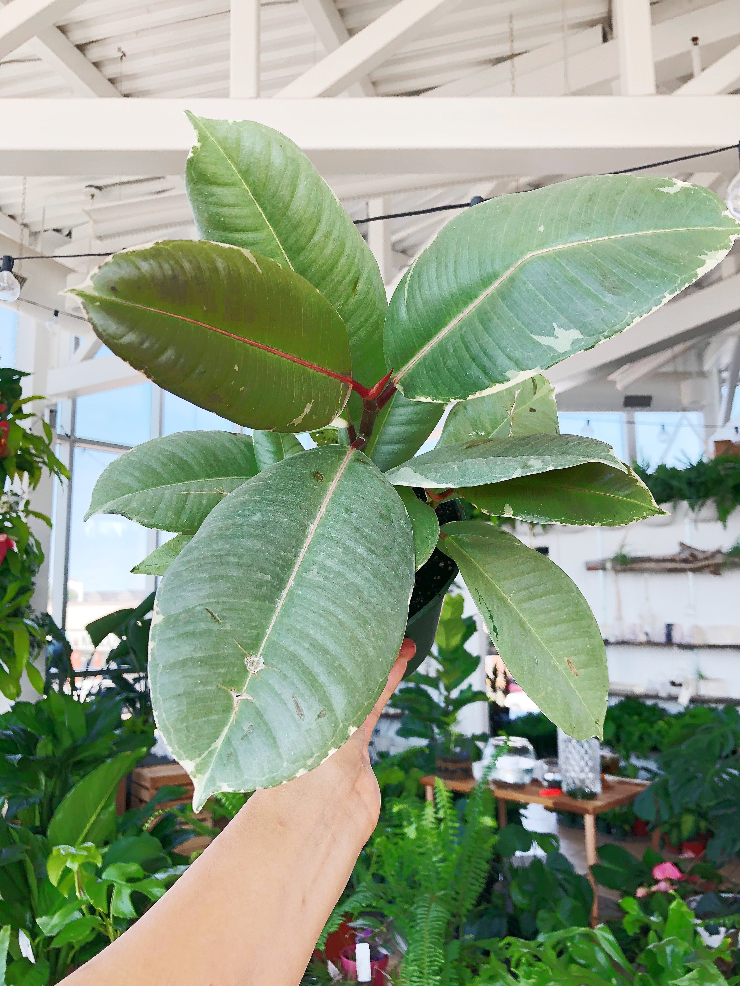 Buy Rubber Tree, Rubber Plant, Ficus elastica - Plant online from  Nurserylive at lowest price.