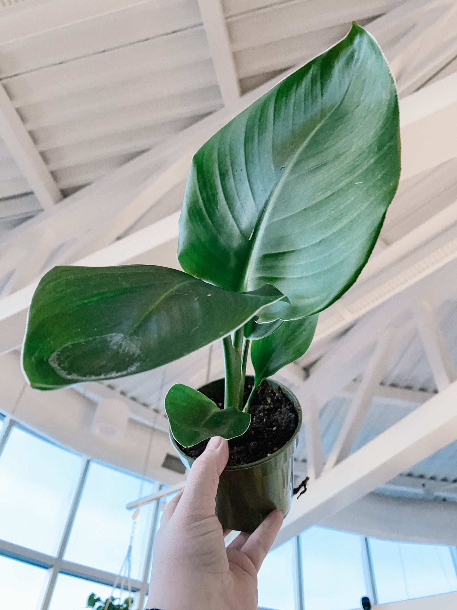 Bird of Paradise White (Strelitzia Nicholai)