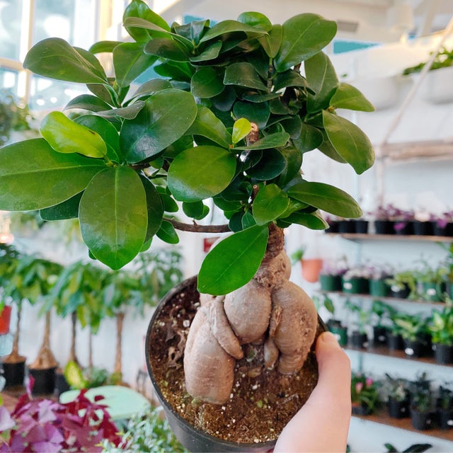 Ficus Elastica Burgundy Bush (Rubber Plant)