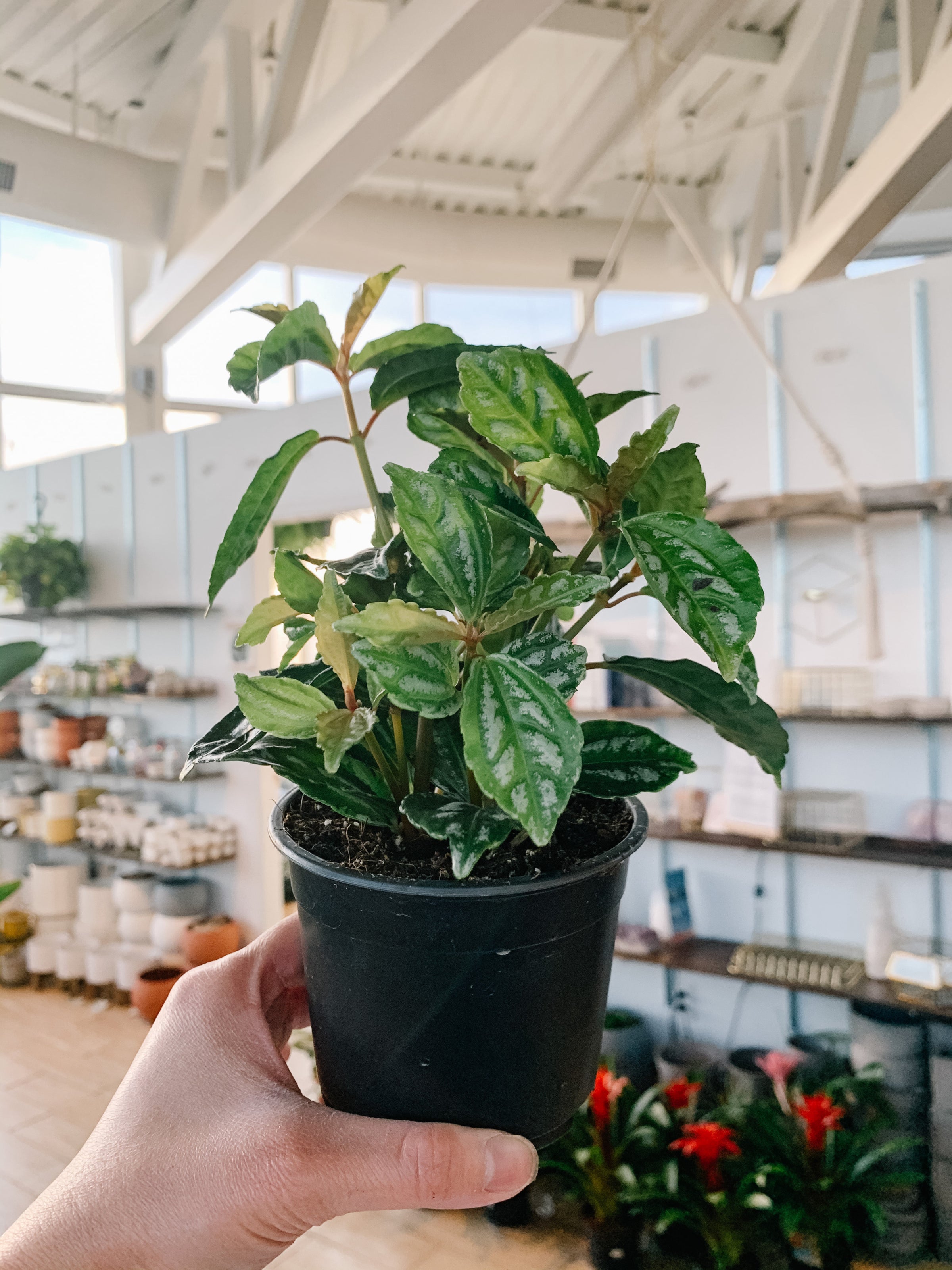 Aluminum Plant (Pilea cadierei) 9 Pilea Cadierei (Aluminum Plant)
