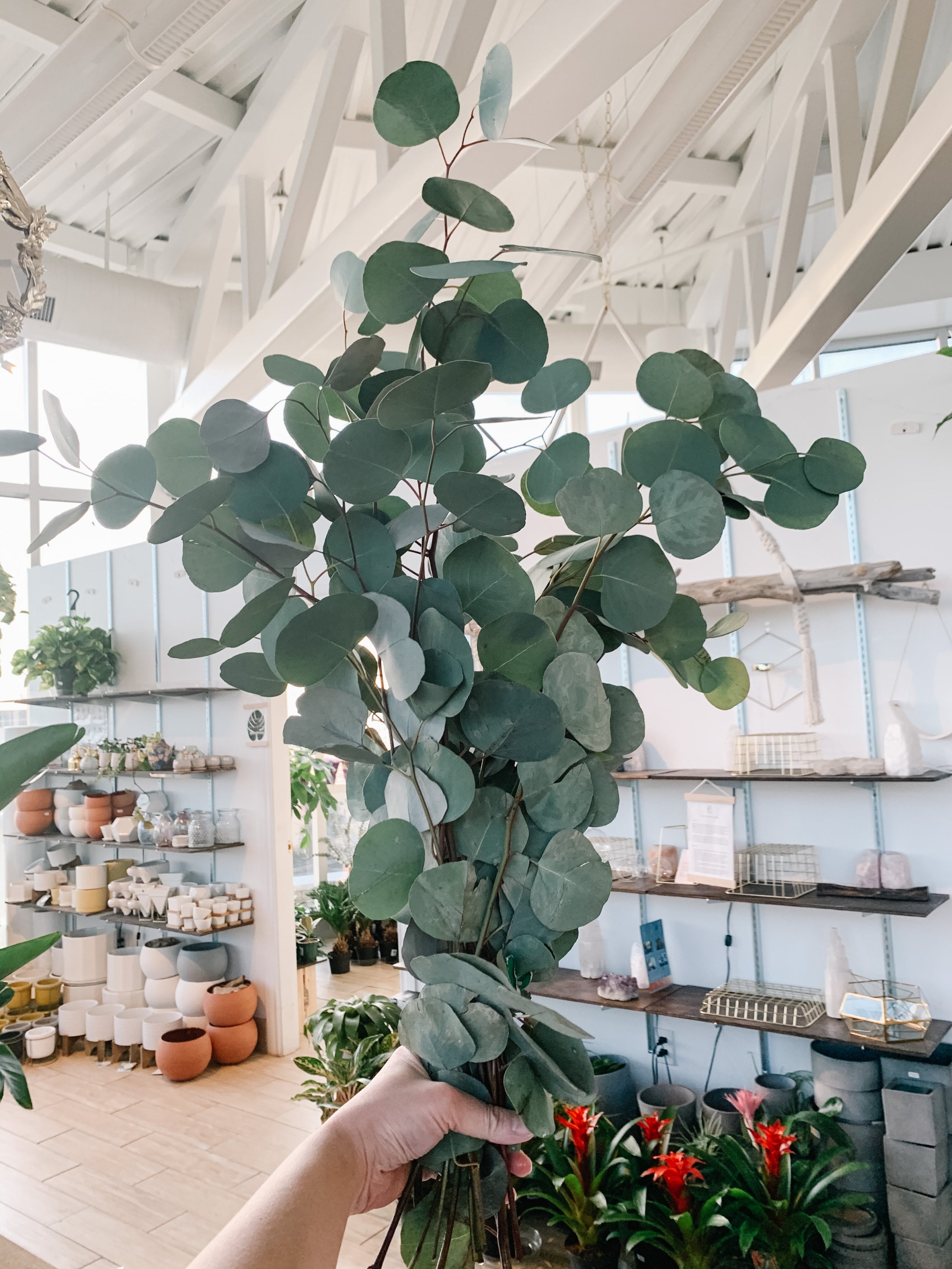 Eucalyptus Silver Dollar | Botaniful