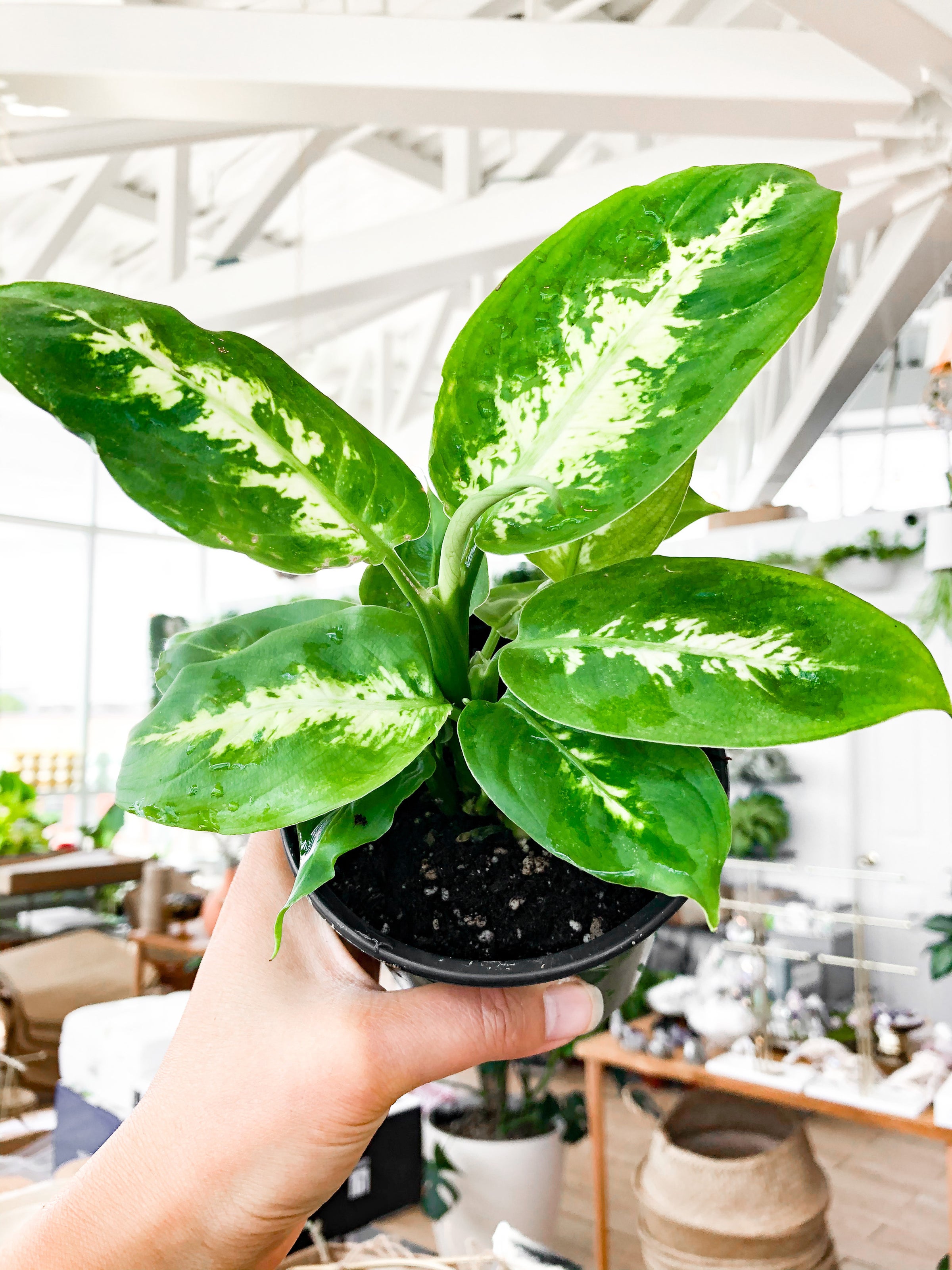 Dieffenbachia Assorted (Dumb Cane) | Botaniful