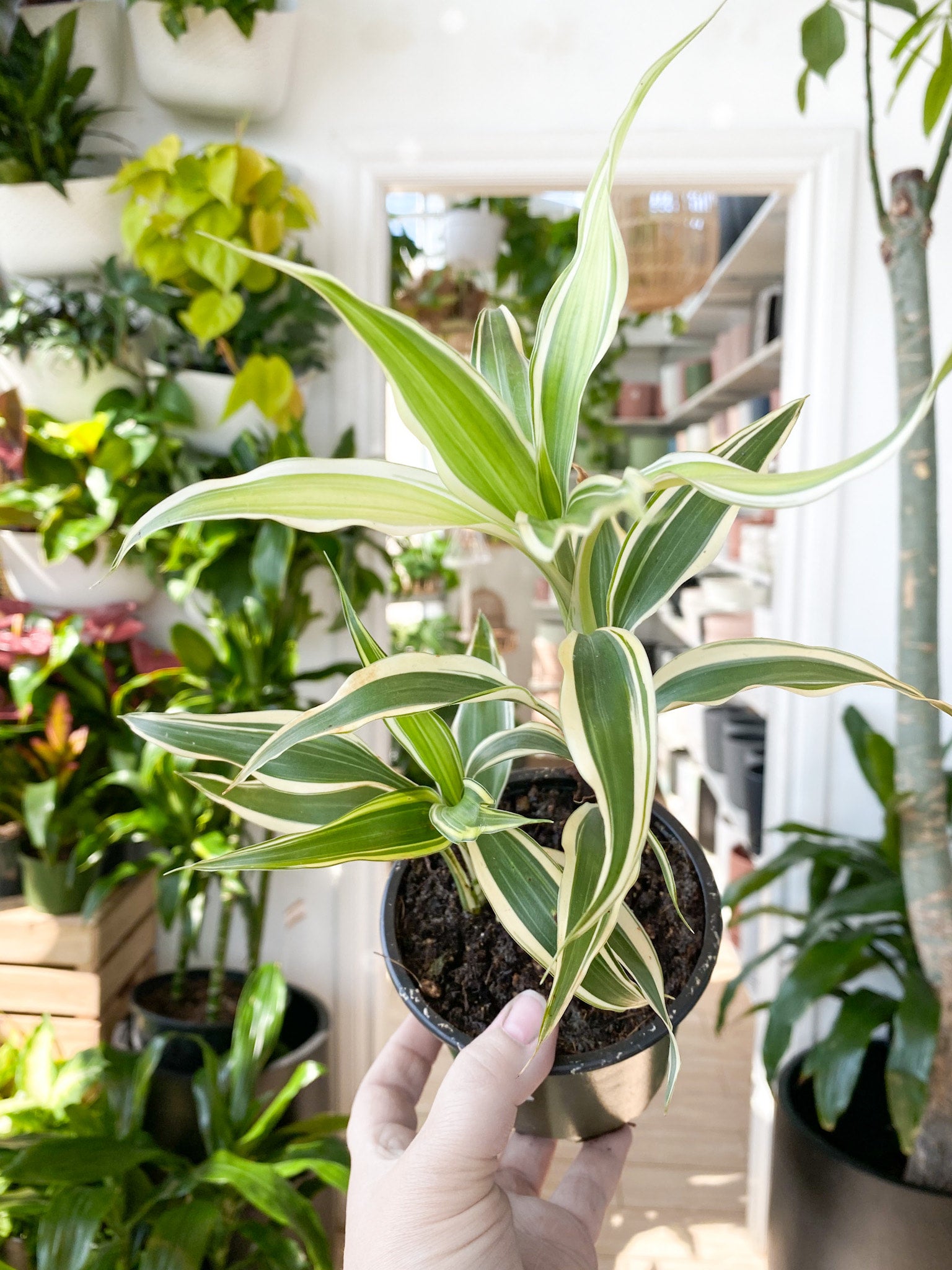 Dracaena Ribbon Plant Variegated | Botaniful