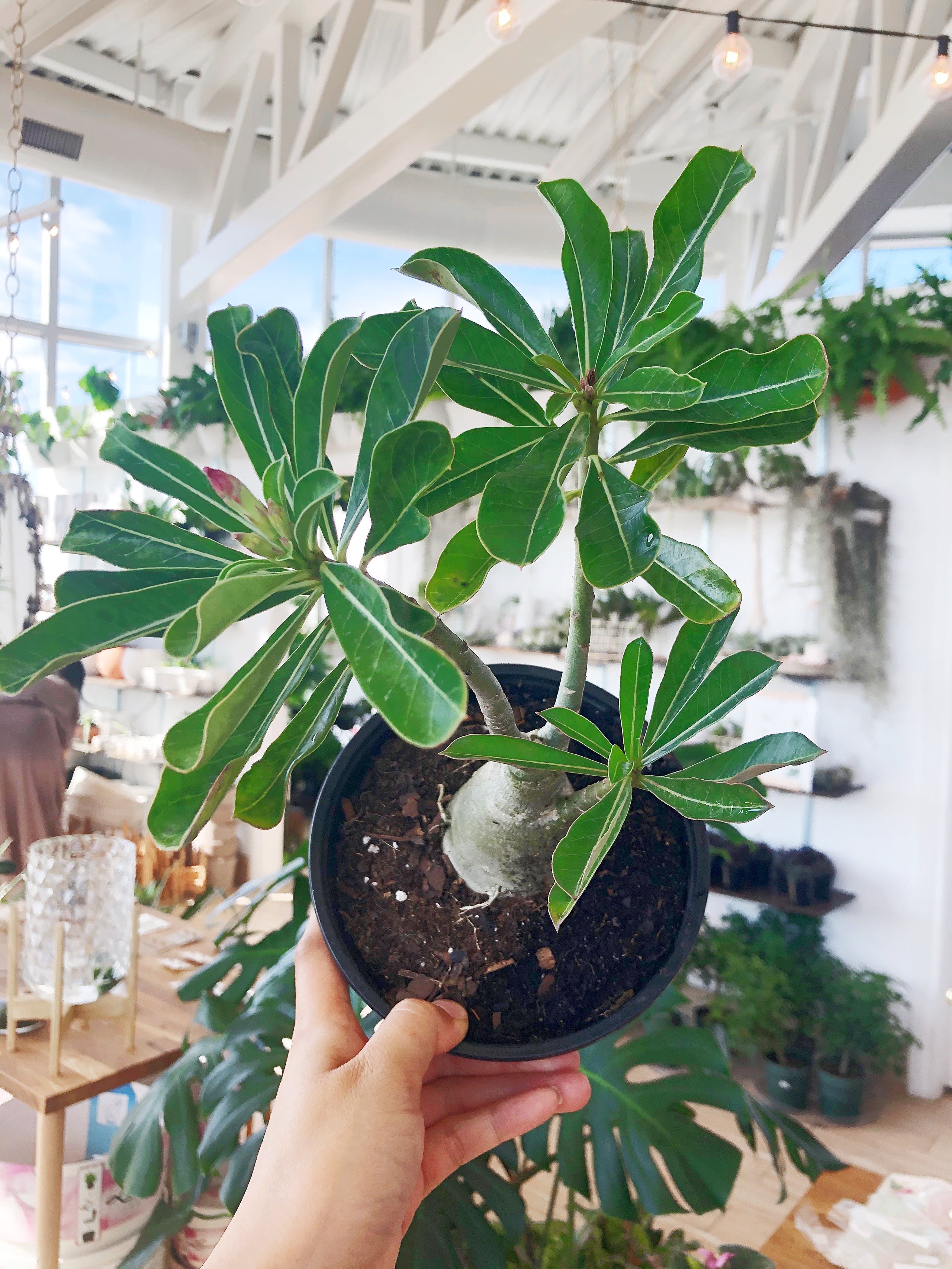 6” Desert Rose main image 0