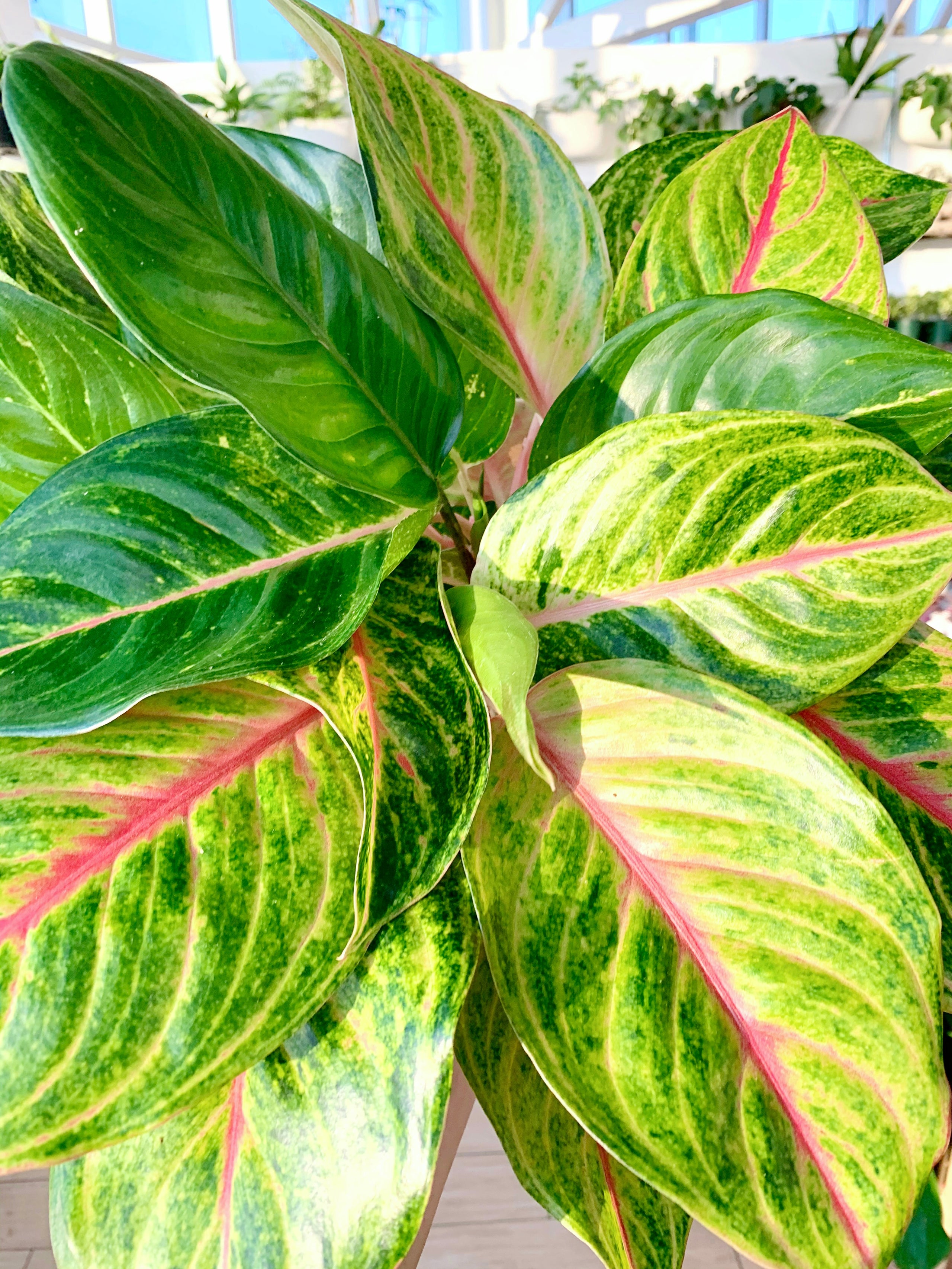 Aglaonema Golden Fluorite (Chinese Evergreen) | Botaniful