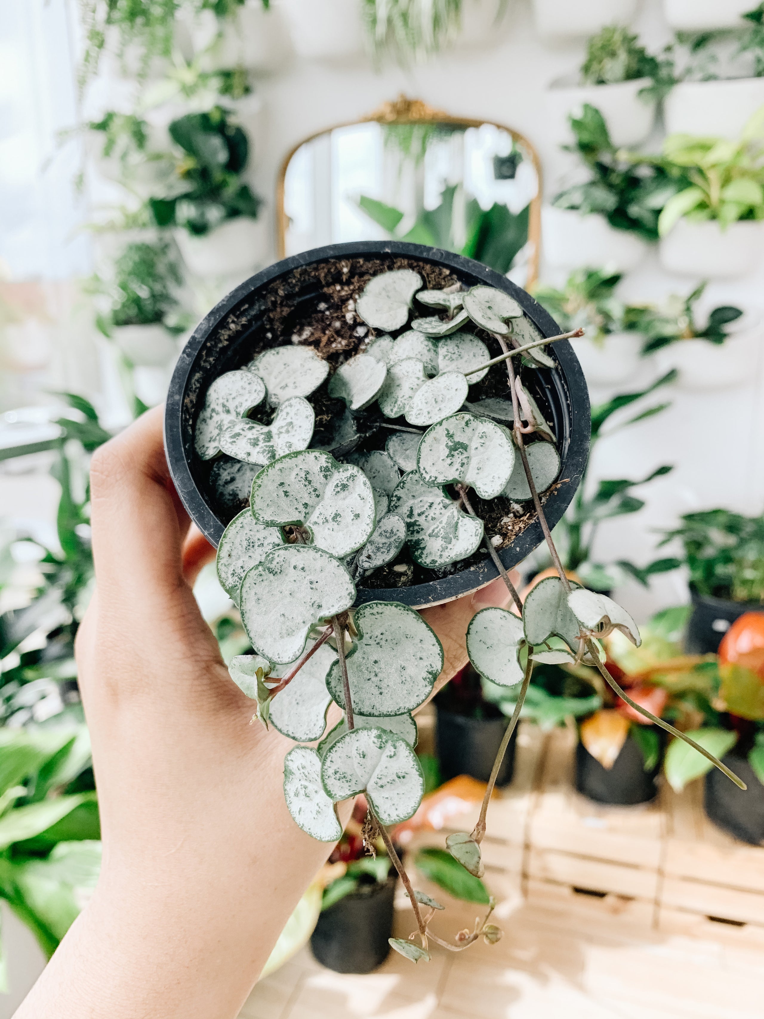 String of Hearts Silver Glory Ceropegia Woodii