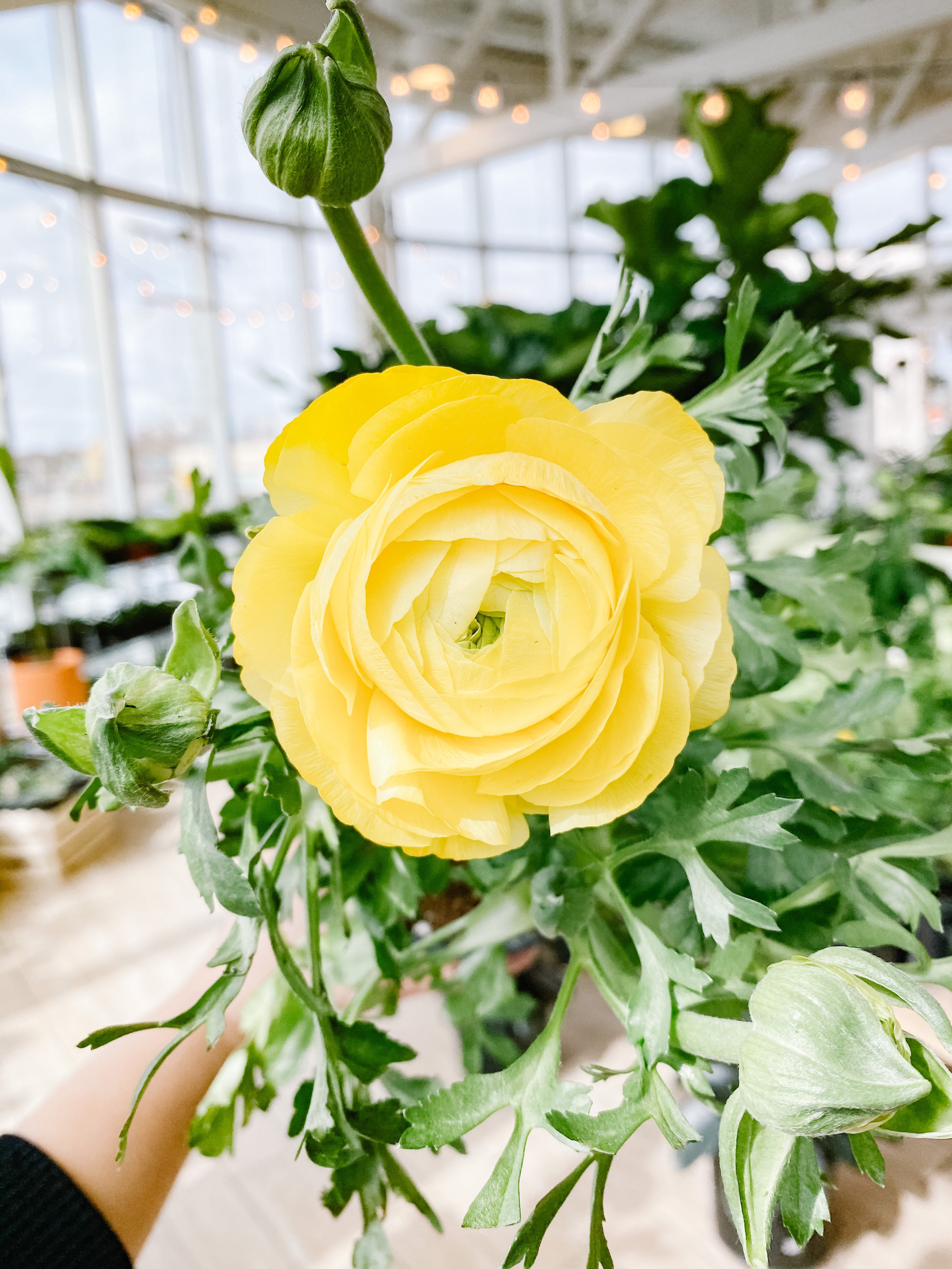 Ranunculus 4 botaniful