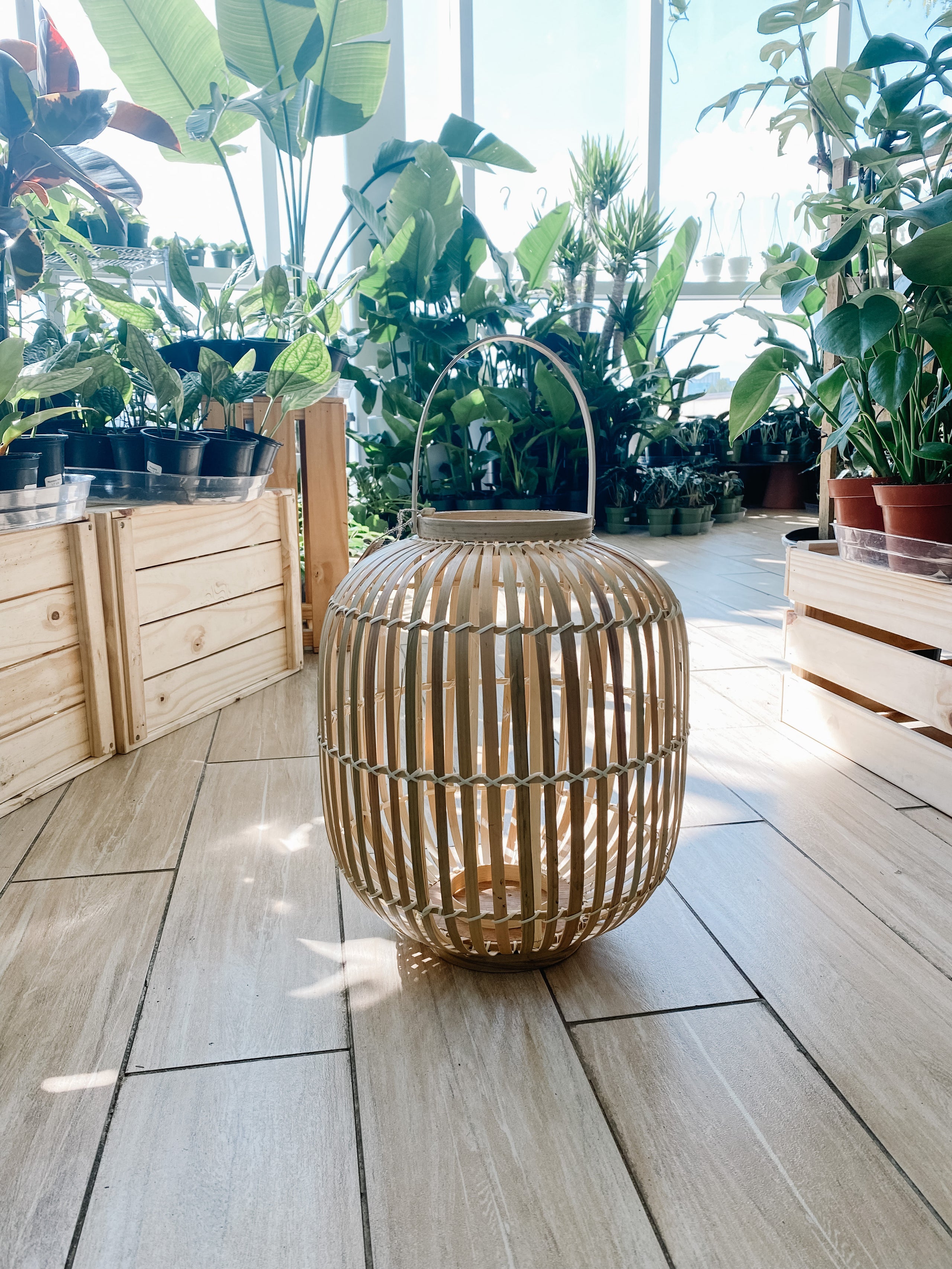 Bamboo Lantern | Botaniful