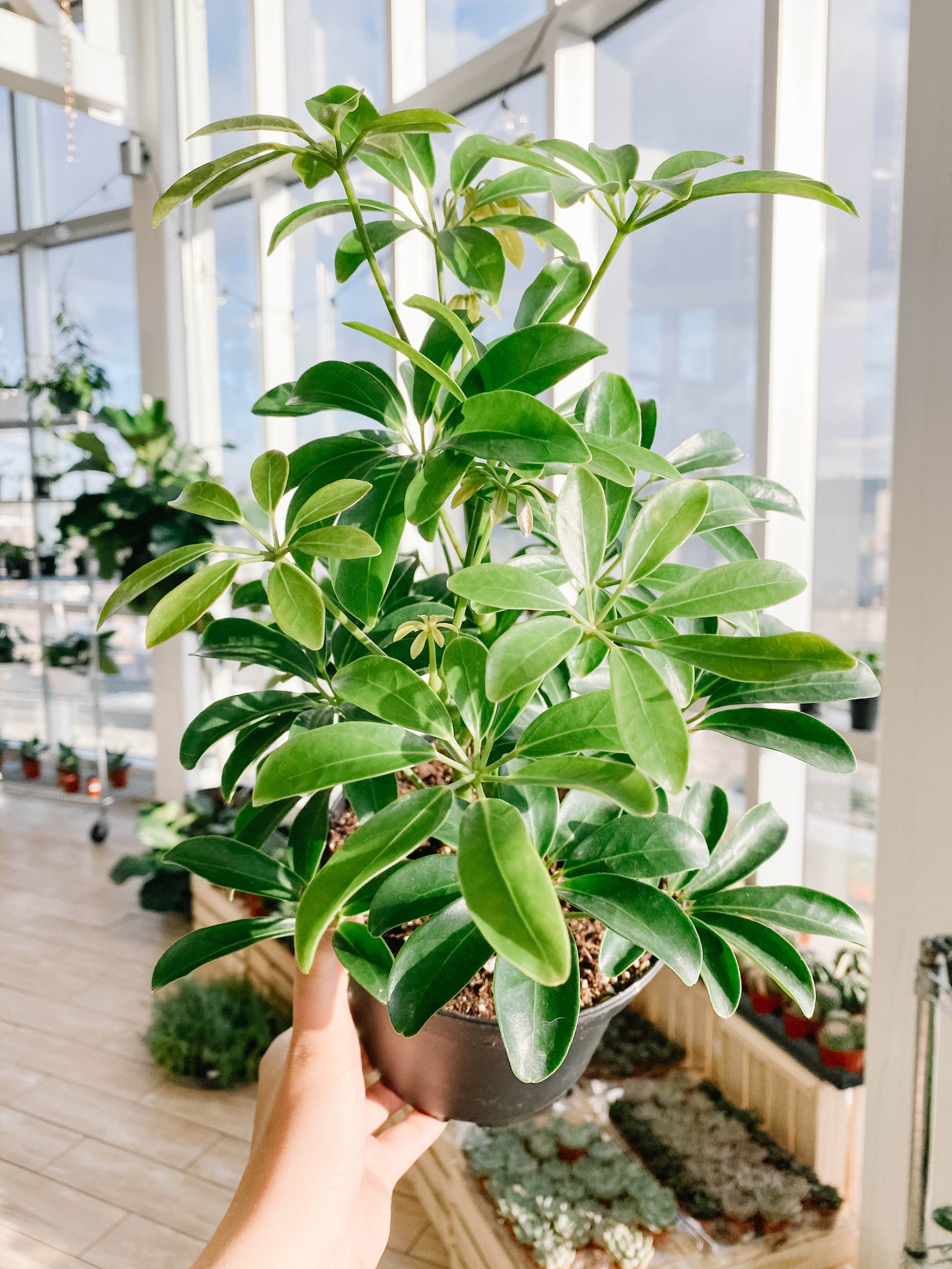 Schefflera bush umbrella botaniful