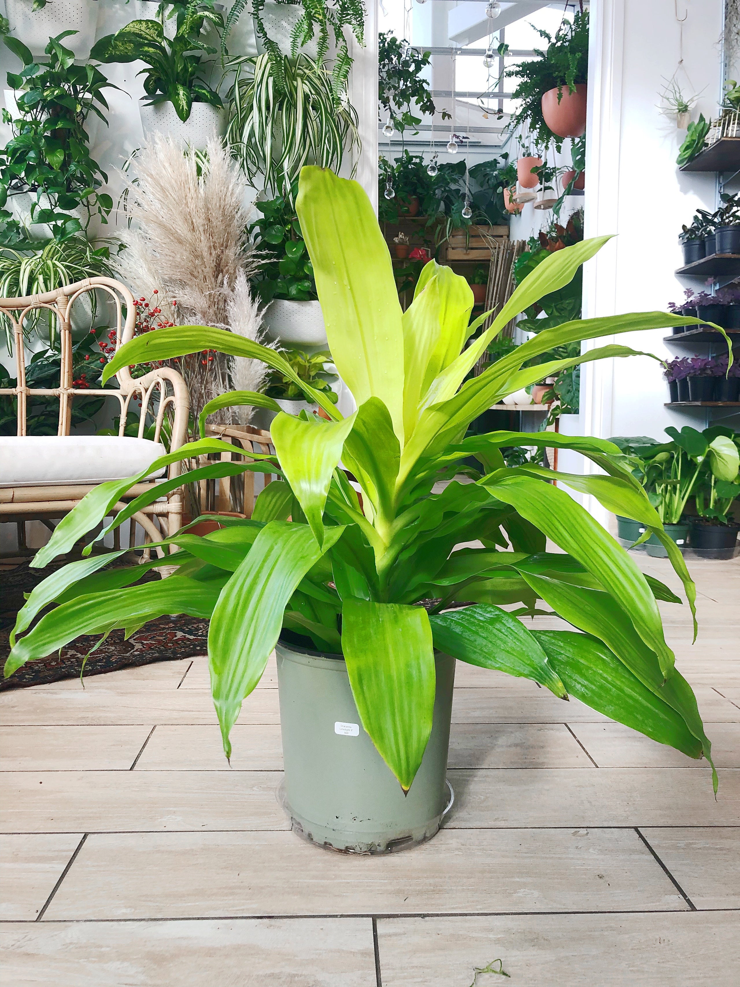 DRACAENA LIMELIGHT