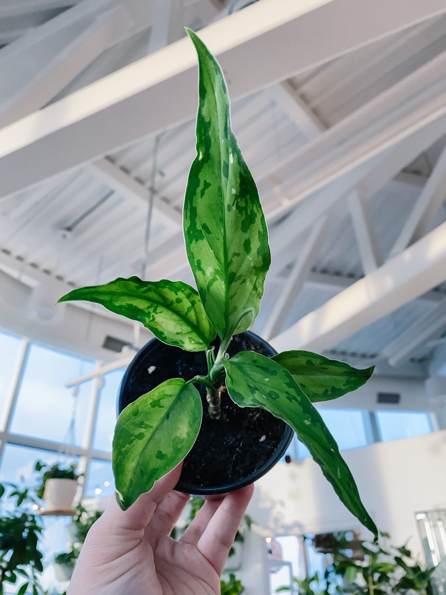 Aglaonema Pictum Tricolor 4