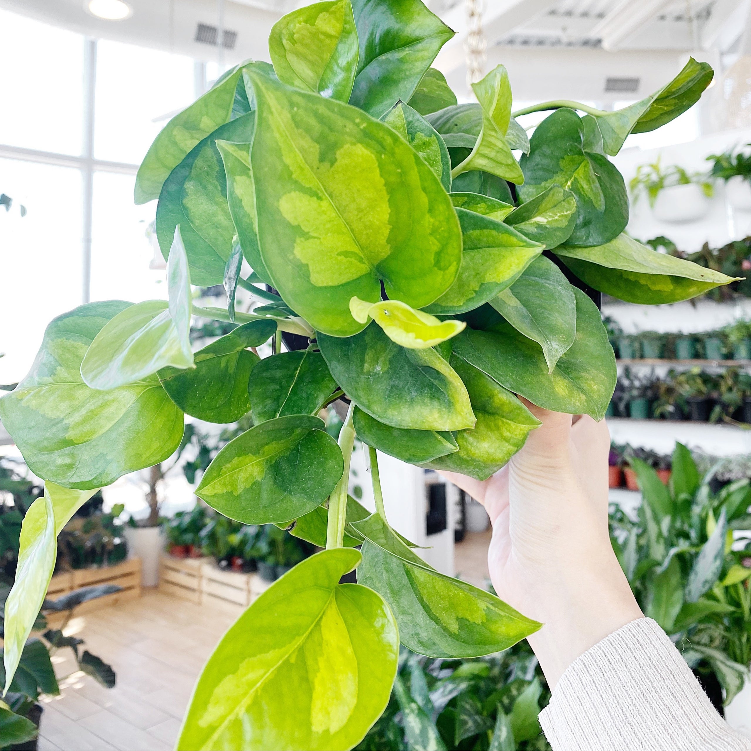 Global green deals pothos