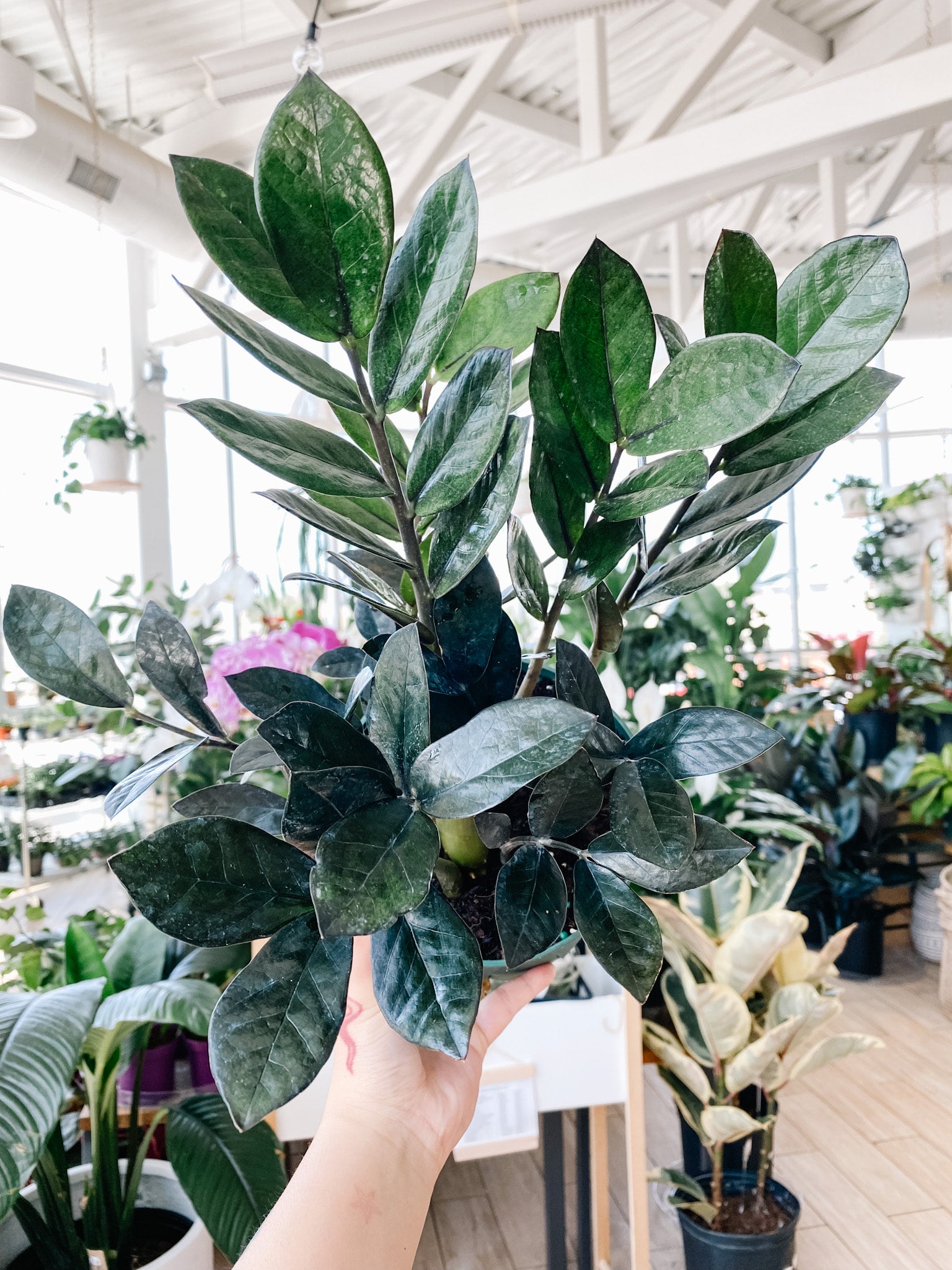 Zamioculcas Zamiifolia Supernova 5” (ZZ Plant) | Botaniful