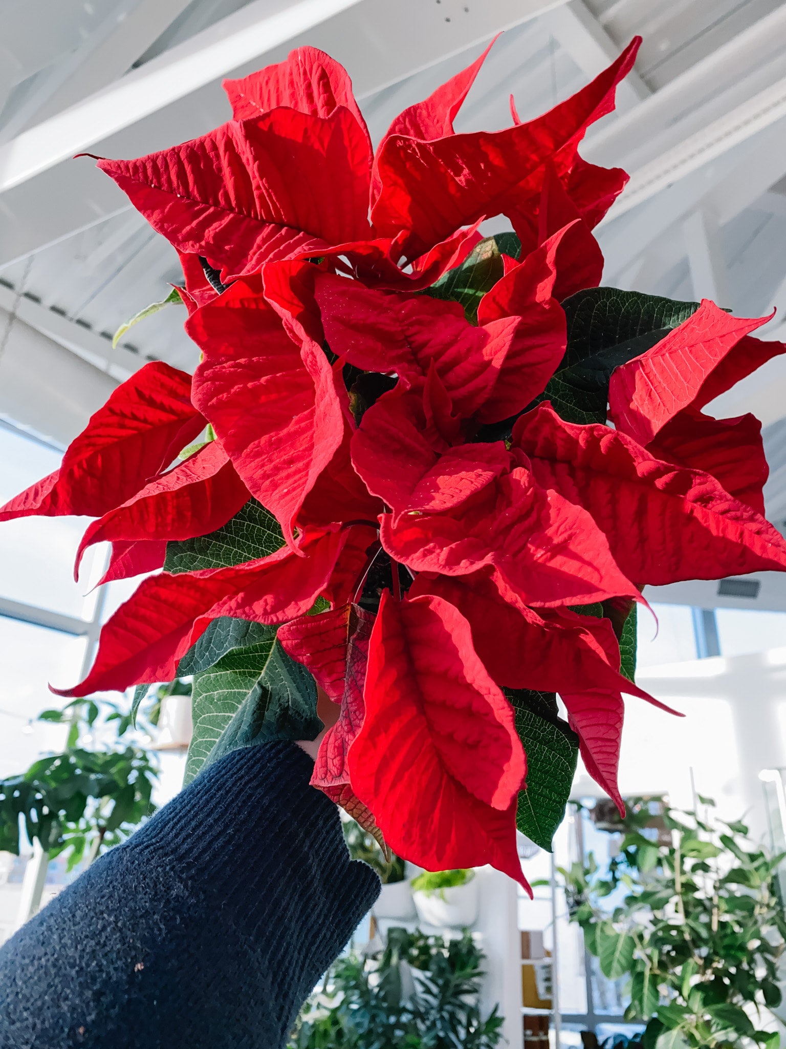 Poinsettia 4 botaniful