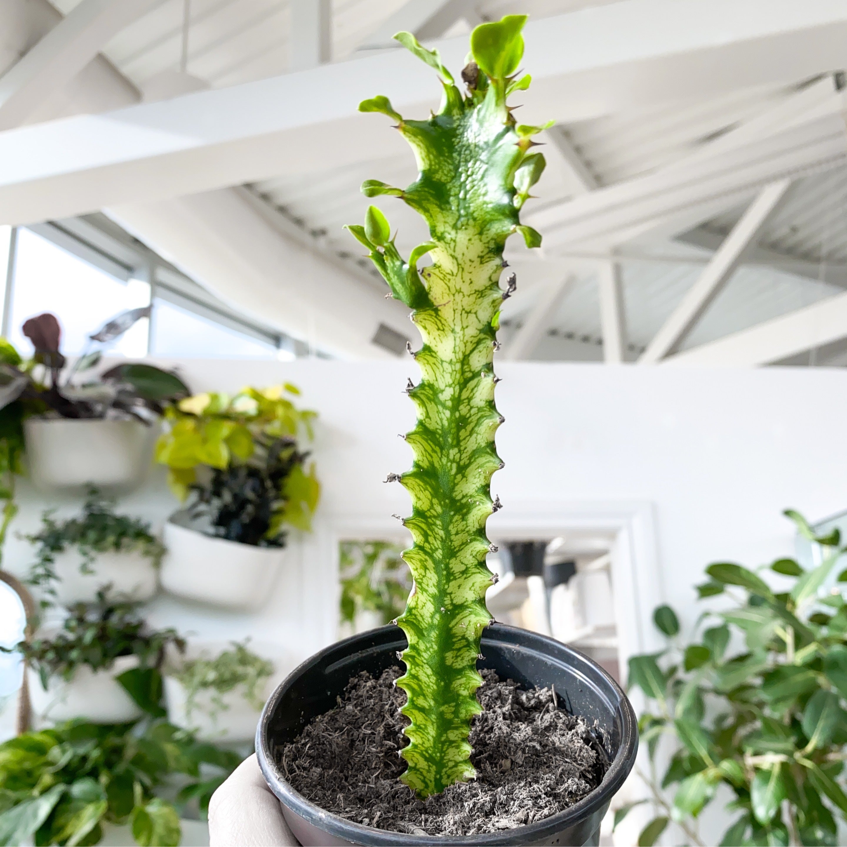 Euphorbia trigona - Casa e Giardino