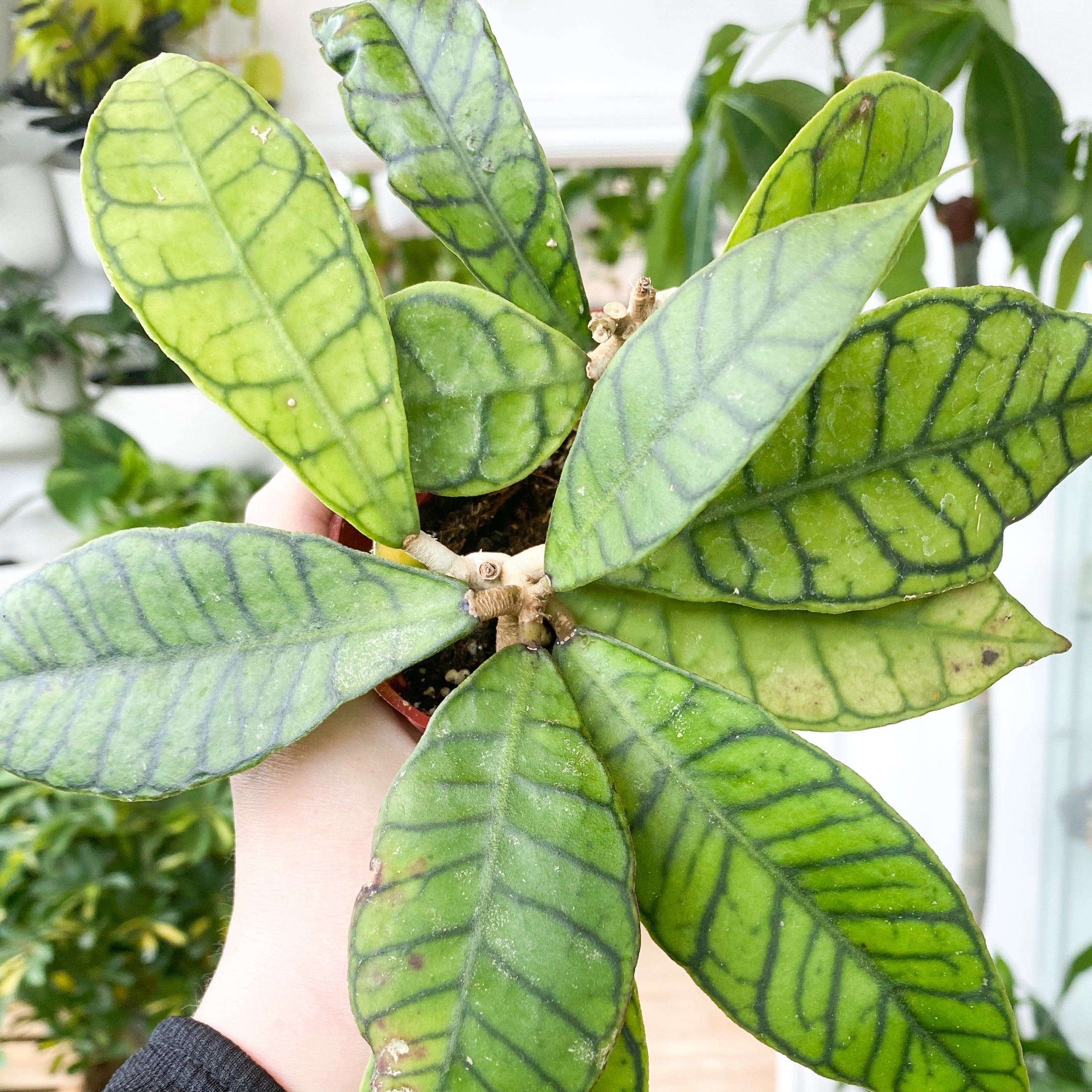 Hoya Callistophylla 4 Botaniful hoya-callistophylla-4-botaniful