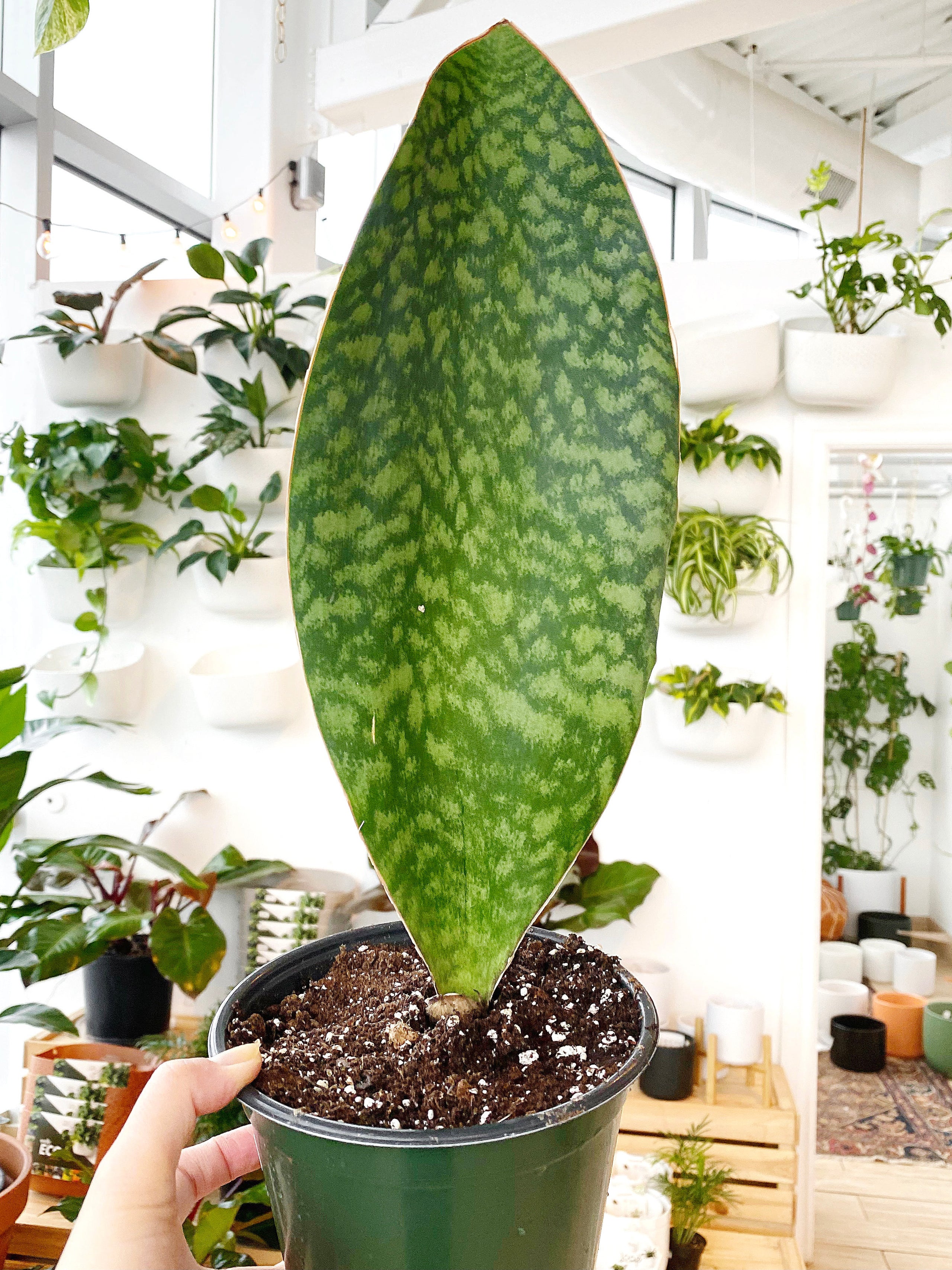 Sansevieria Masoniana XL (#A284)** hotsell | Shark Fin Snake Plants | Whale Fin Snake Plant