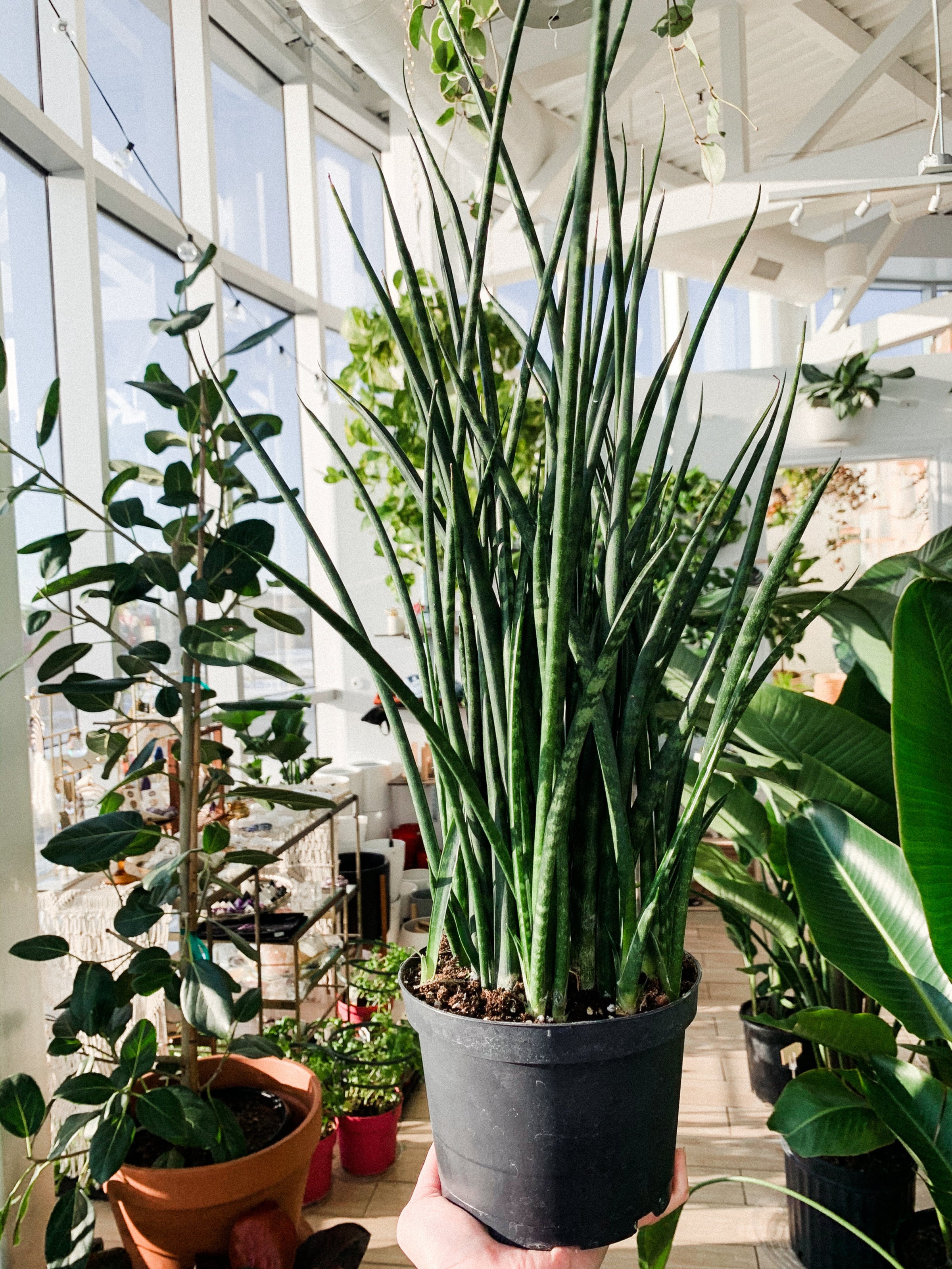 Sansevieria Fernwood (Snake Plant) | Botaniful