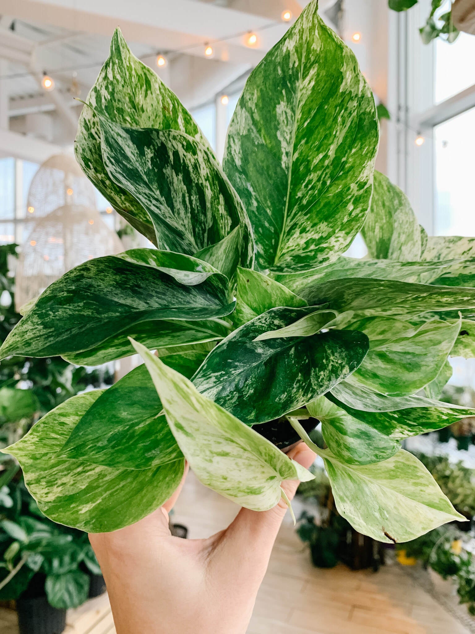 epipremnum aureum marble queen pothos