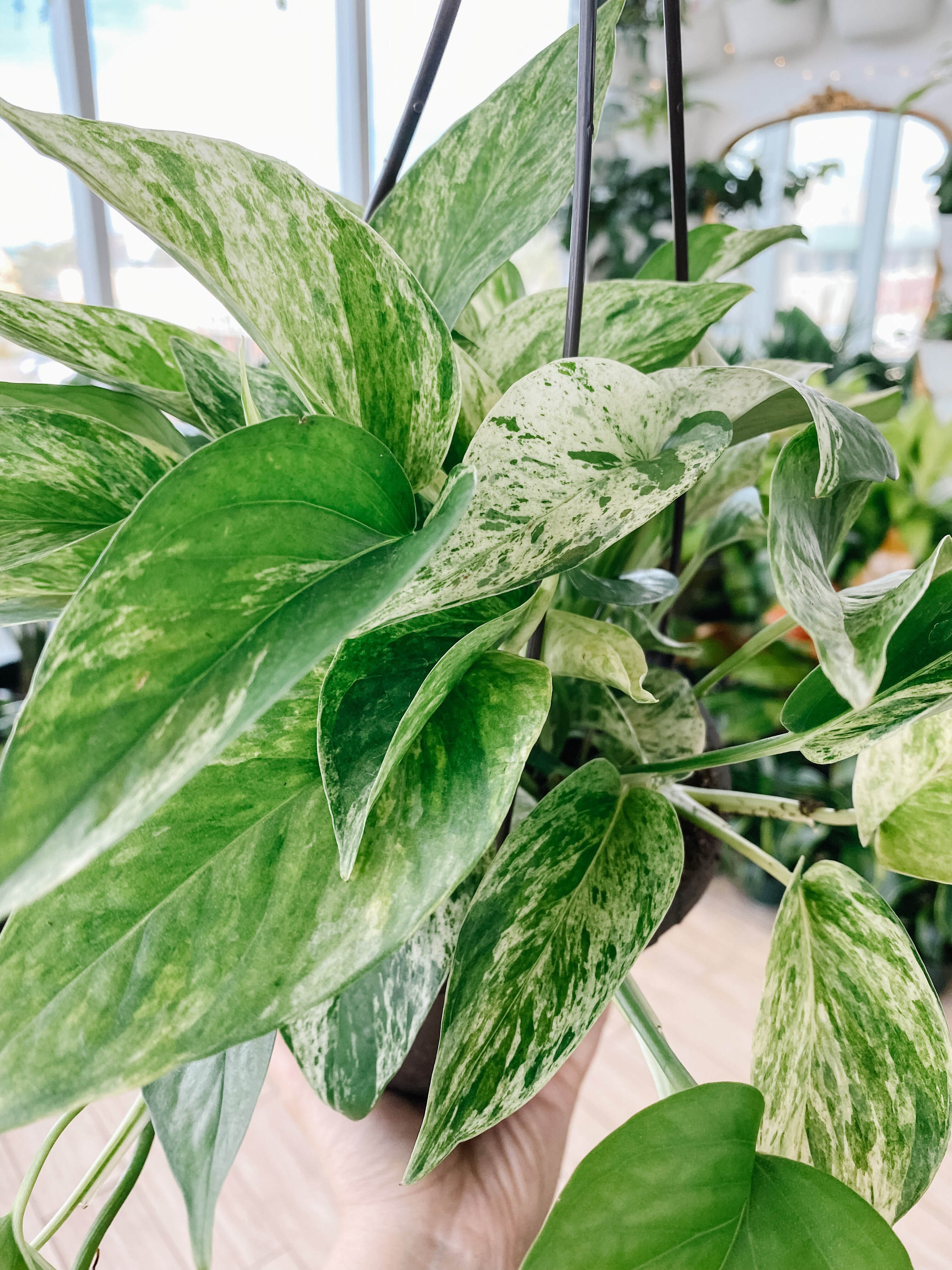 Pothos Marble Queen (Epipremnum Aureum) | Botaniful