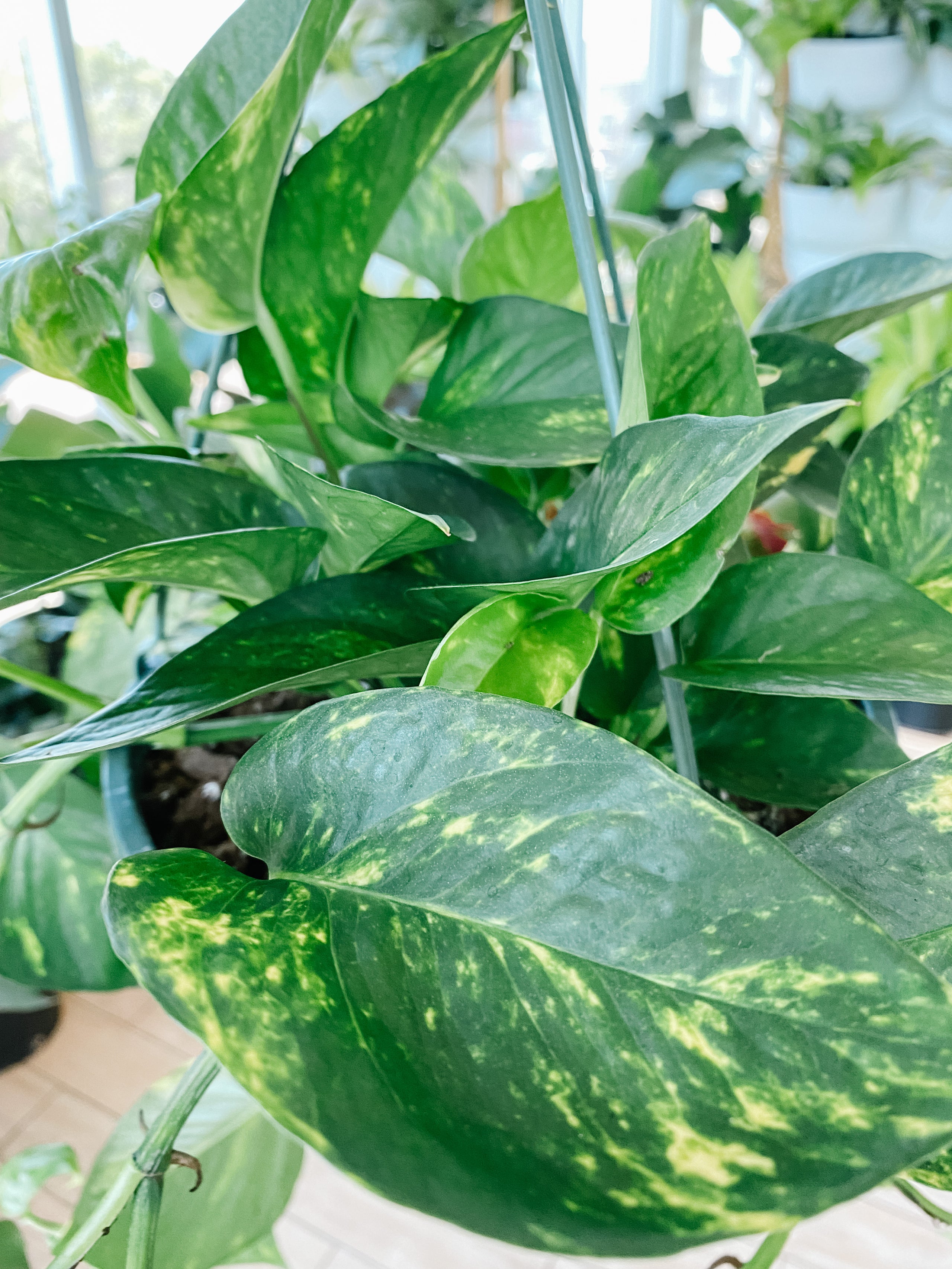 6.5 HB Pothos, Golden/Hawaiian - PAK 6 – Colasanti Farms