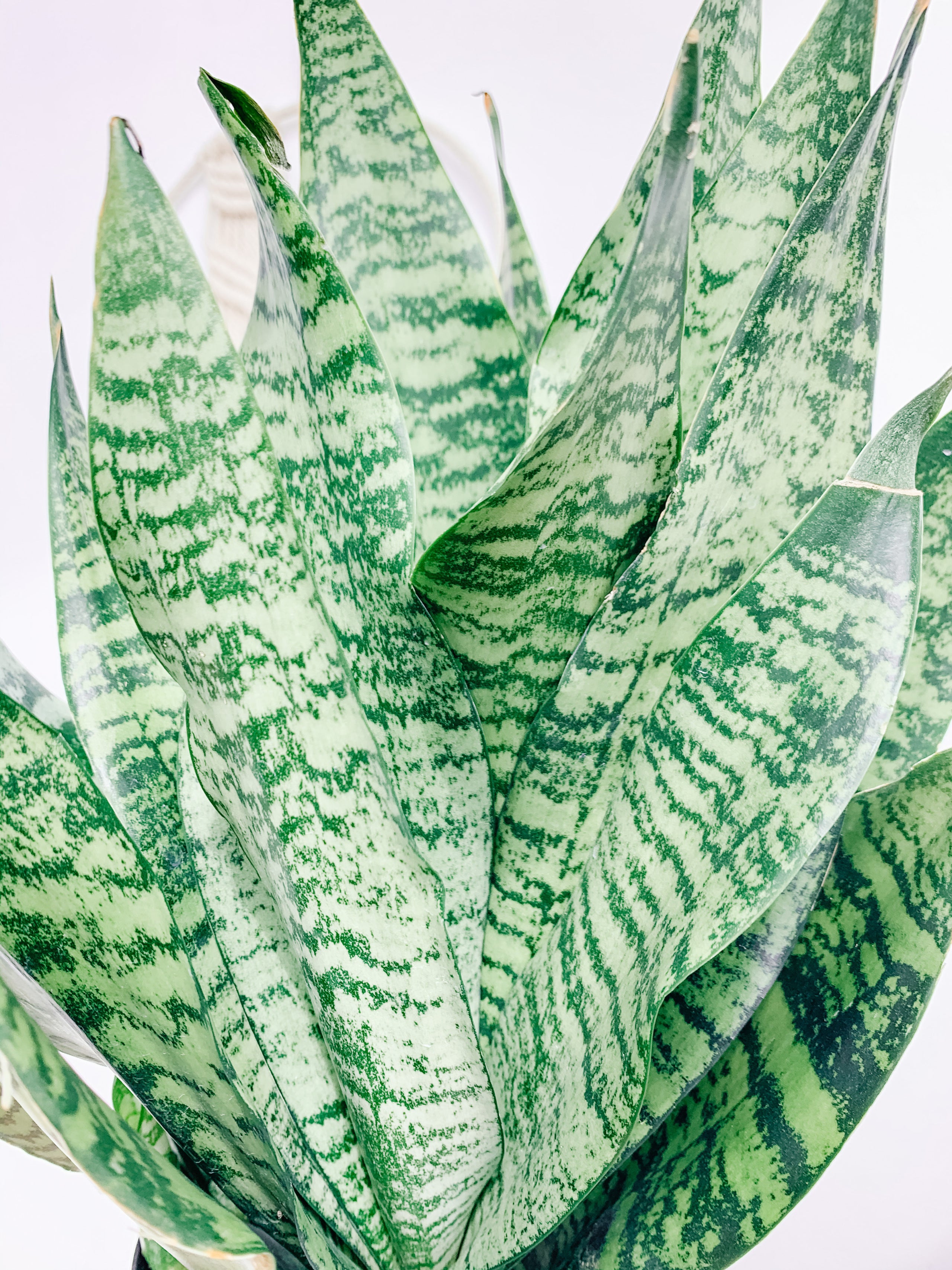 Sansevieria Robusta Green (Snake Plant) | Botaniful